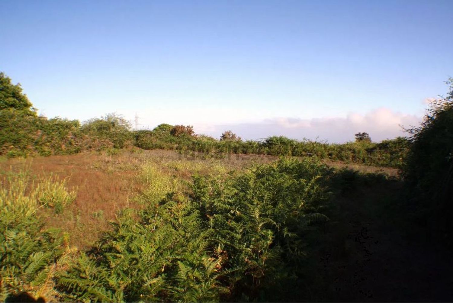 Fincas y solares-Venta-El Sauzal-1970207-Foto-5