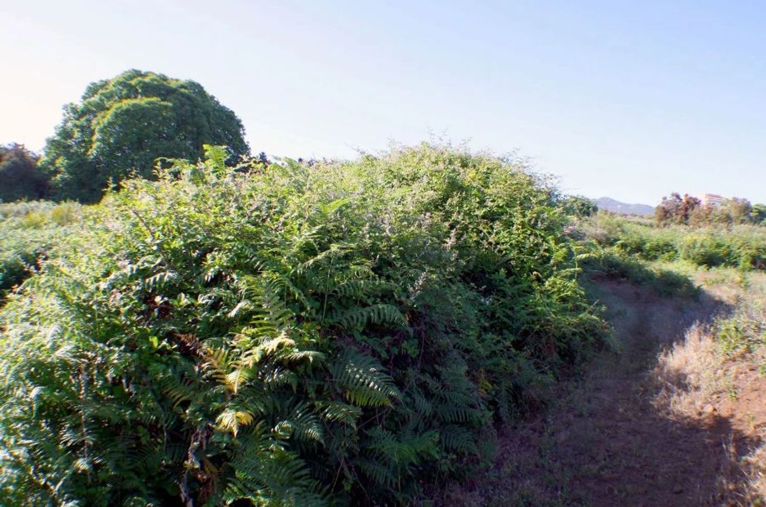 Fincas y solares-Venta-El Sauzal-1970207-Foto-6