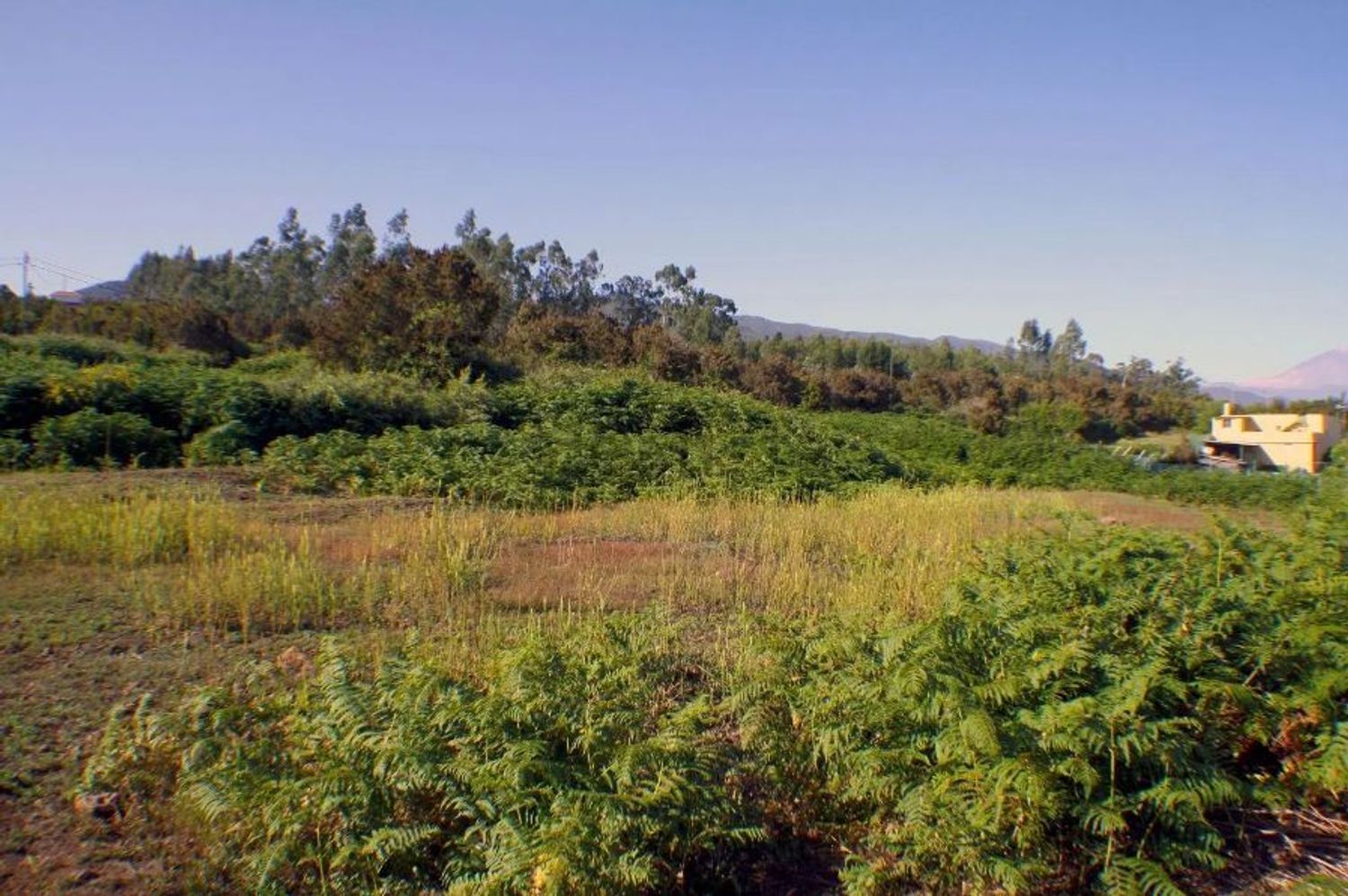 Fincas y solares-Venta-El Sauzal-1970207-Foto-12