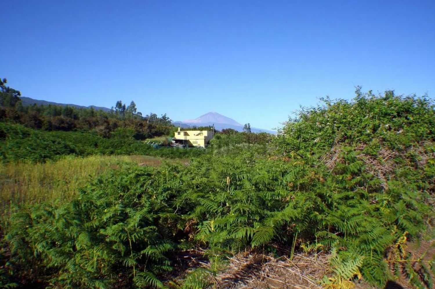 Fincas y solares-Venta-El Sauzal-1970207-Foto-13