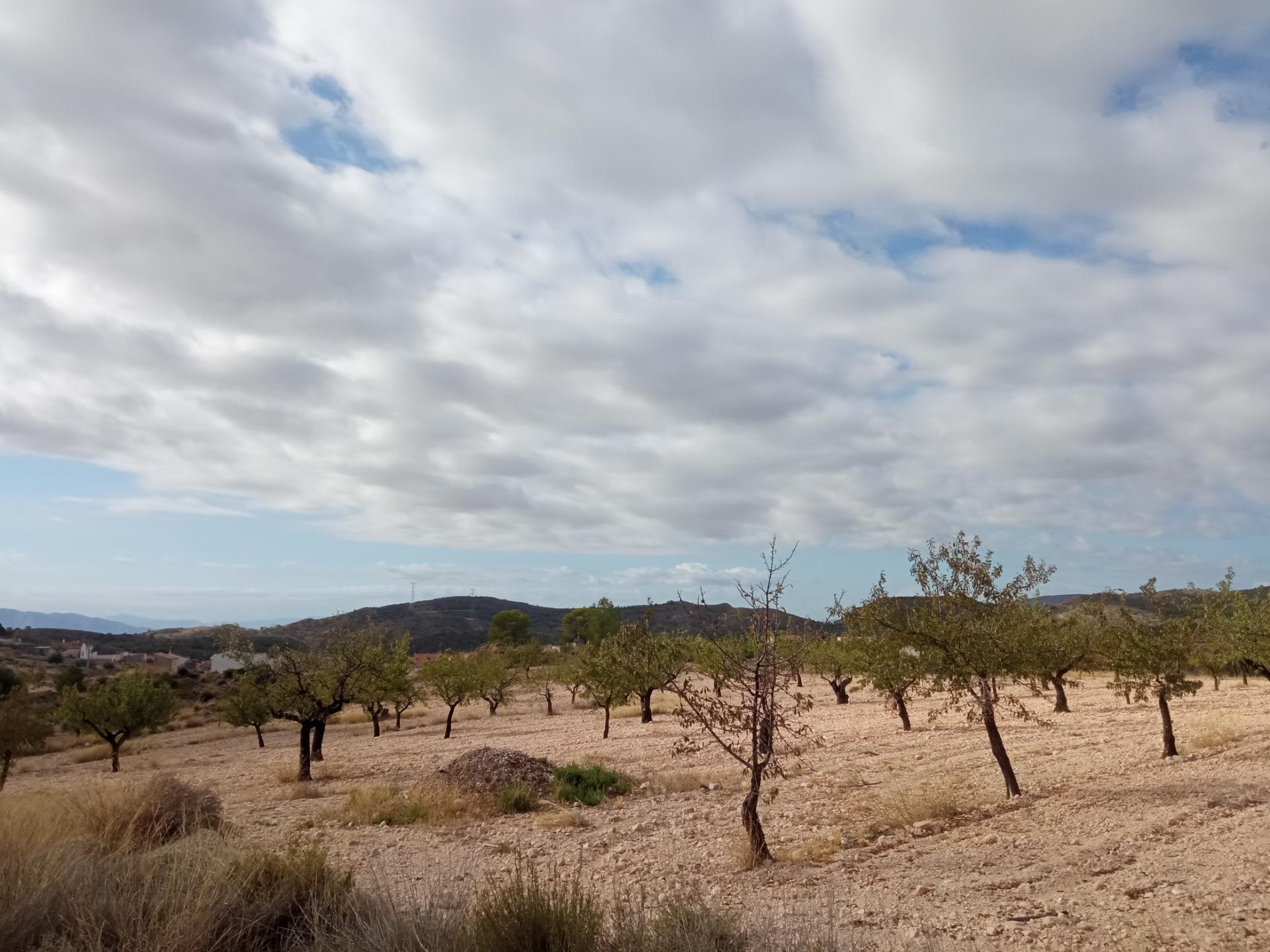 Fincas y solares-Venta-Abanilla-1973012-Foto-2