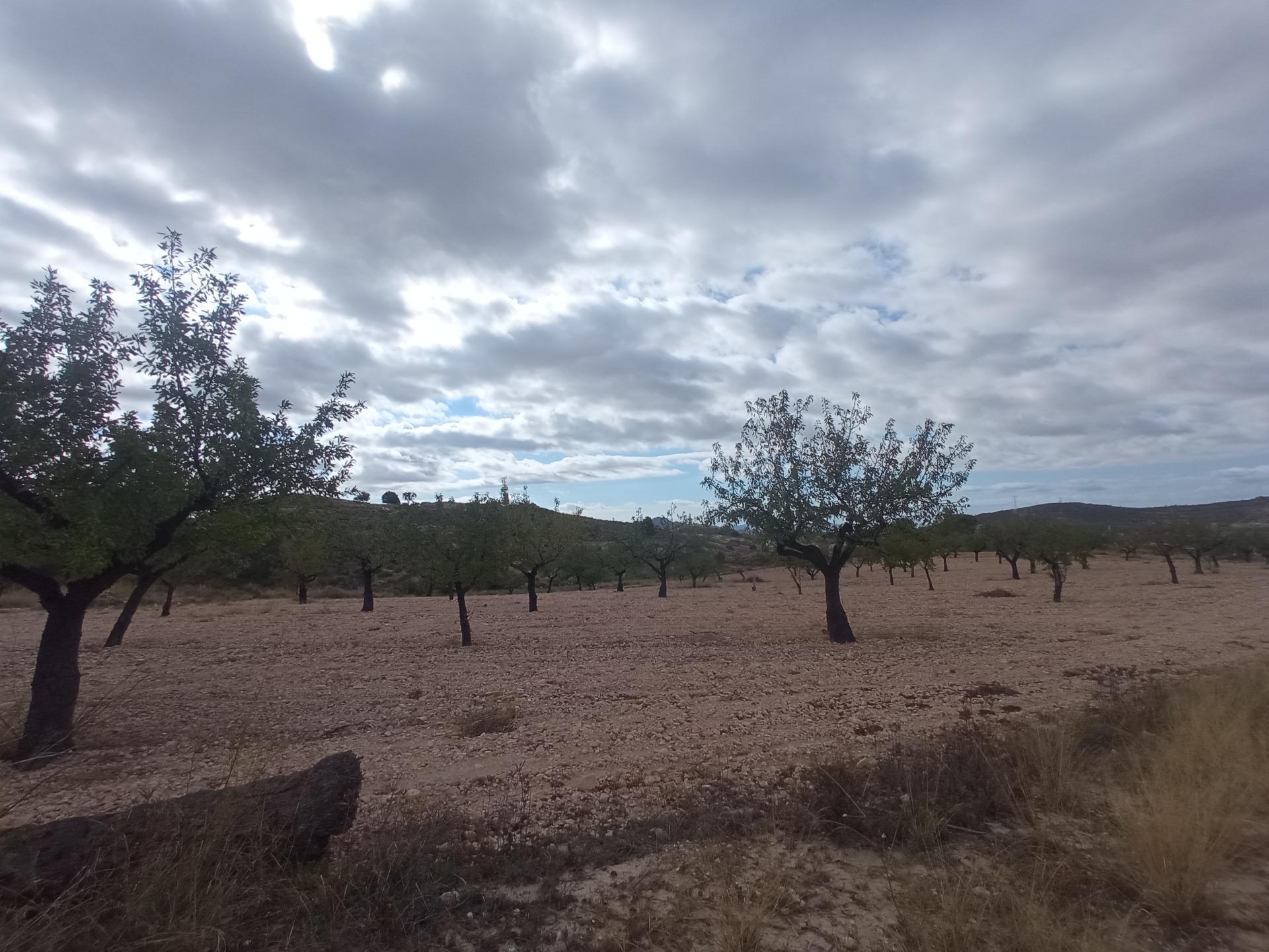 Fincas y solares-Venta-Abanilla-1973012-Foto-3