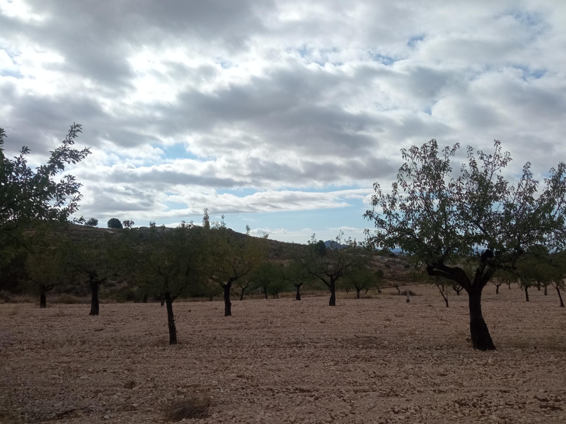 Fincas y solares-Venta-Abanilla-1973012-Foto-4