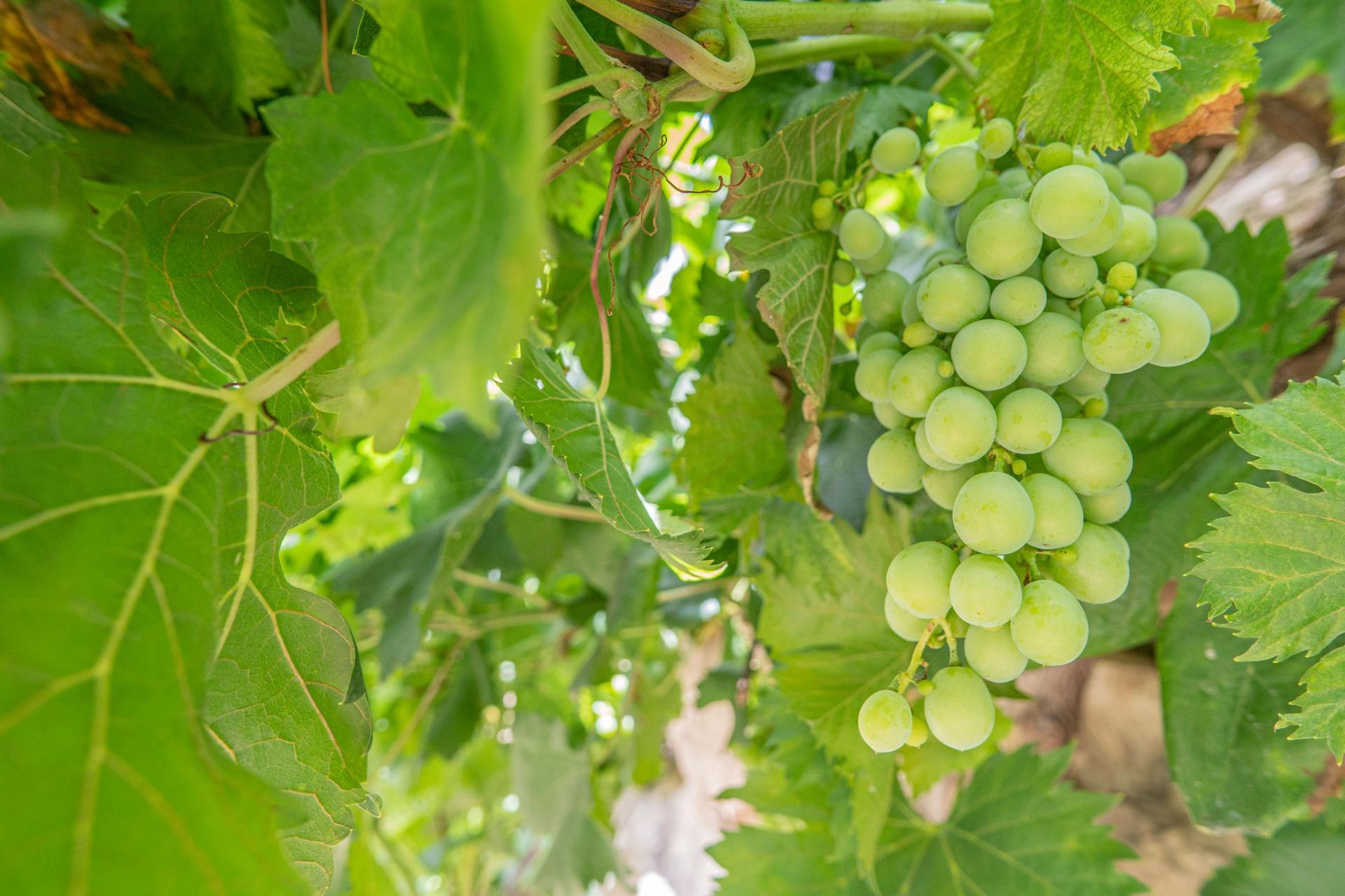 Fincas y solares-Venta-Colmenar de Oreja-1203583-Foto-58