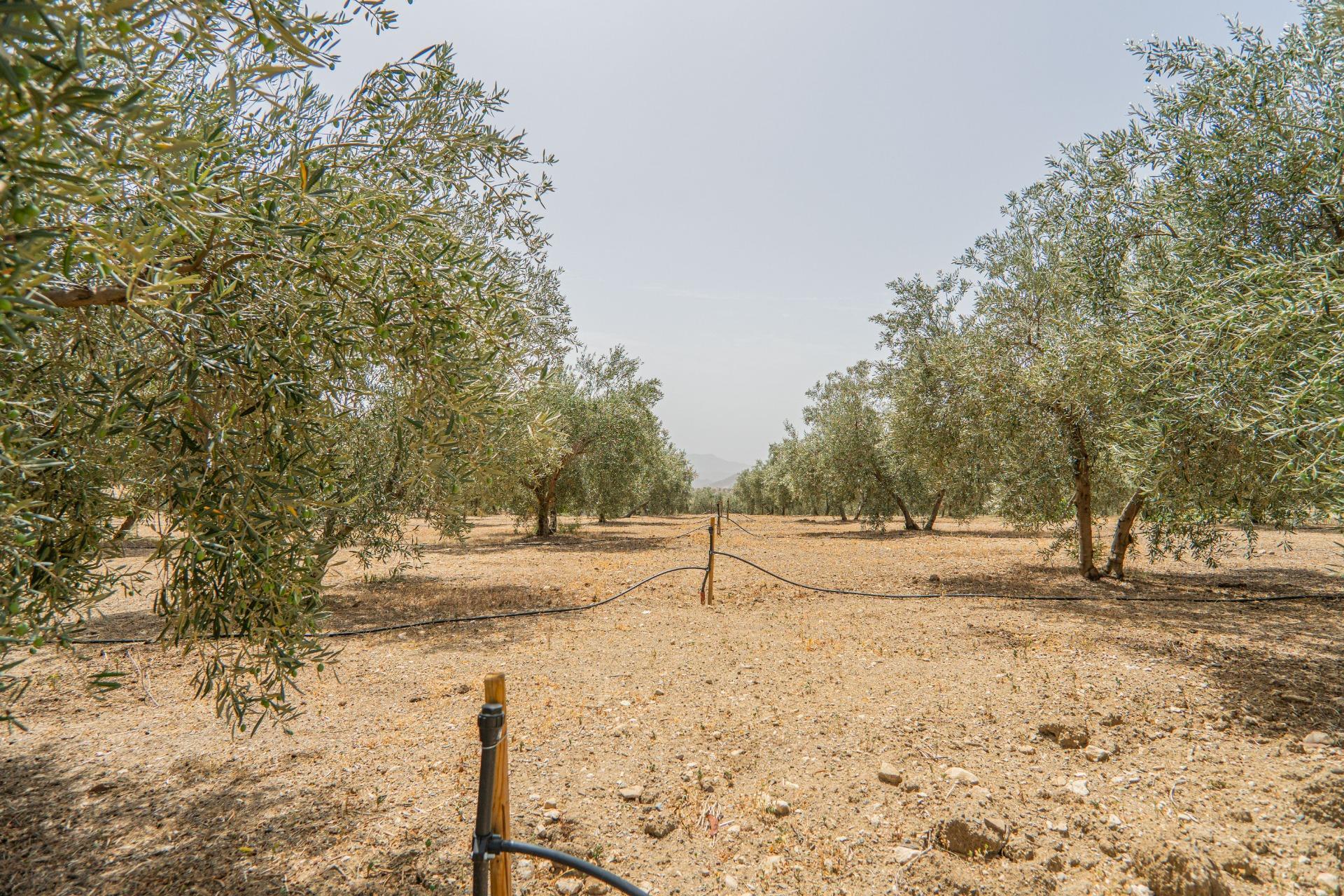 Fincas y solares-Venta-Colmenar de Oreja-1203583-Foto-59