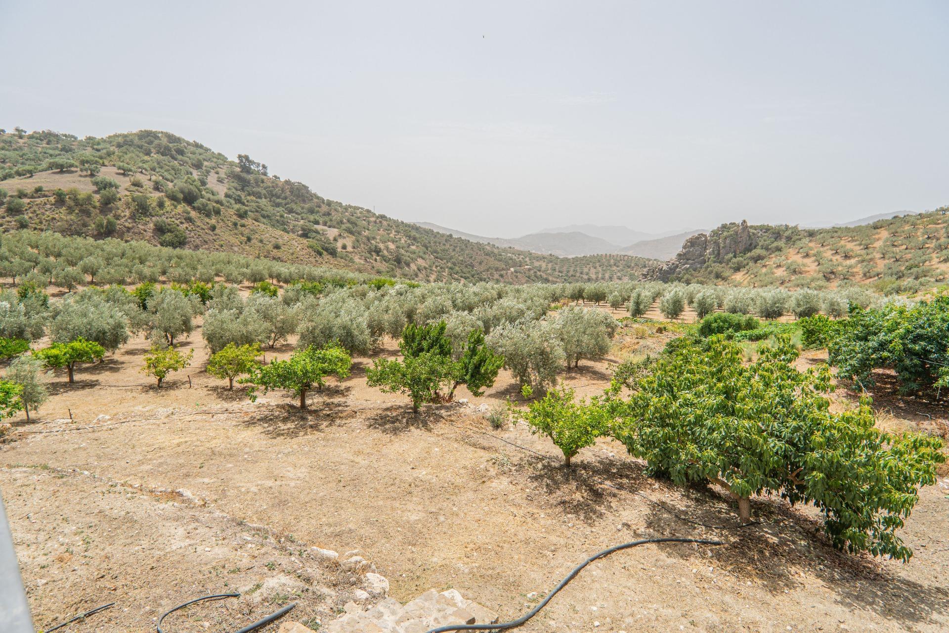 Fincas y solares-Venta-Colmenar de Oreja-1203583-Foto-56