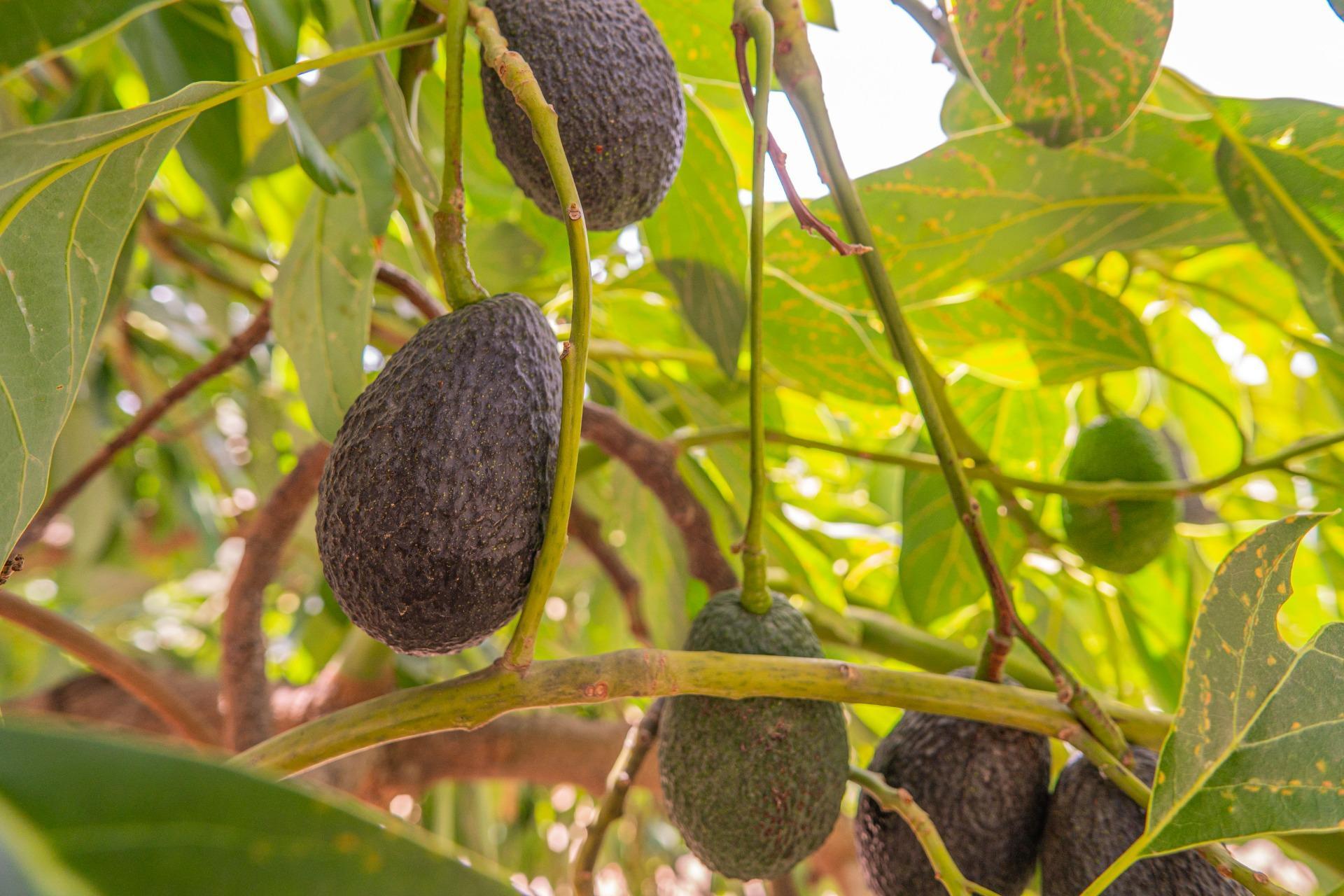 Fincas y solares-Venta-Colmenar de Oreja-1203583-Foto-57