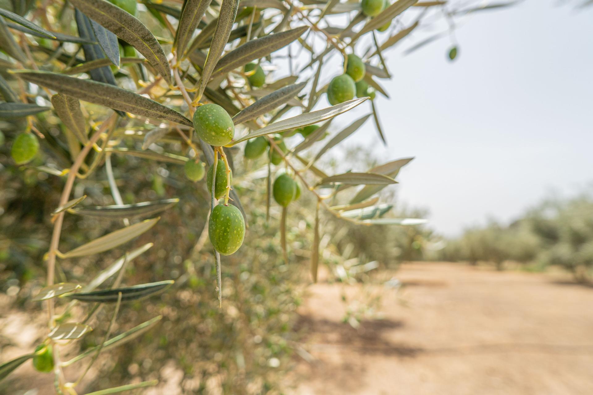 Fincas y solares-Venta-Colmenar de Oreja-1203583-Foto-60