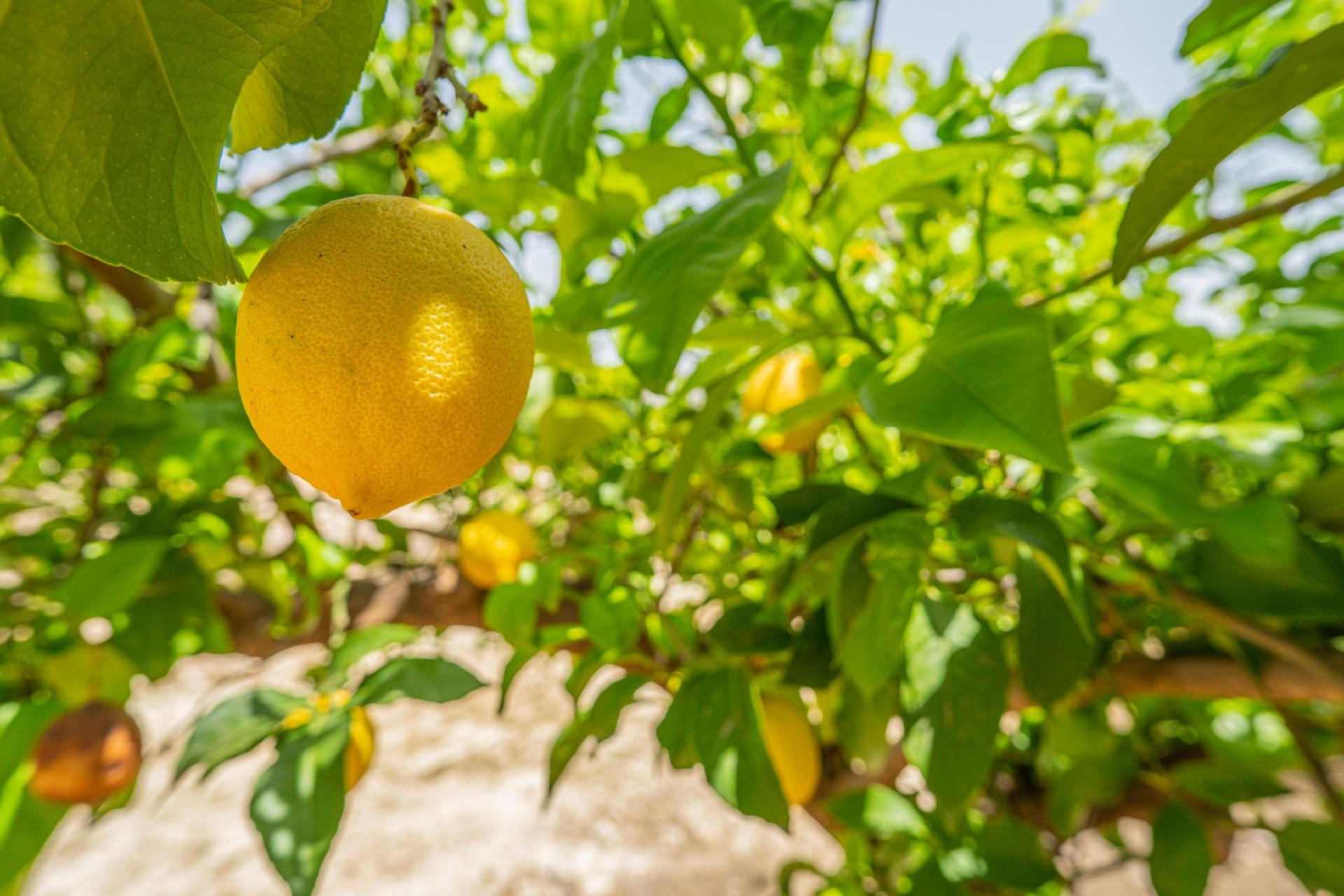 Fincas y solares-Venta-Colmenar de Oreja-1203583-Foto-61