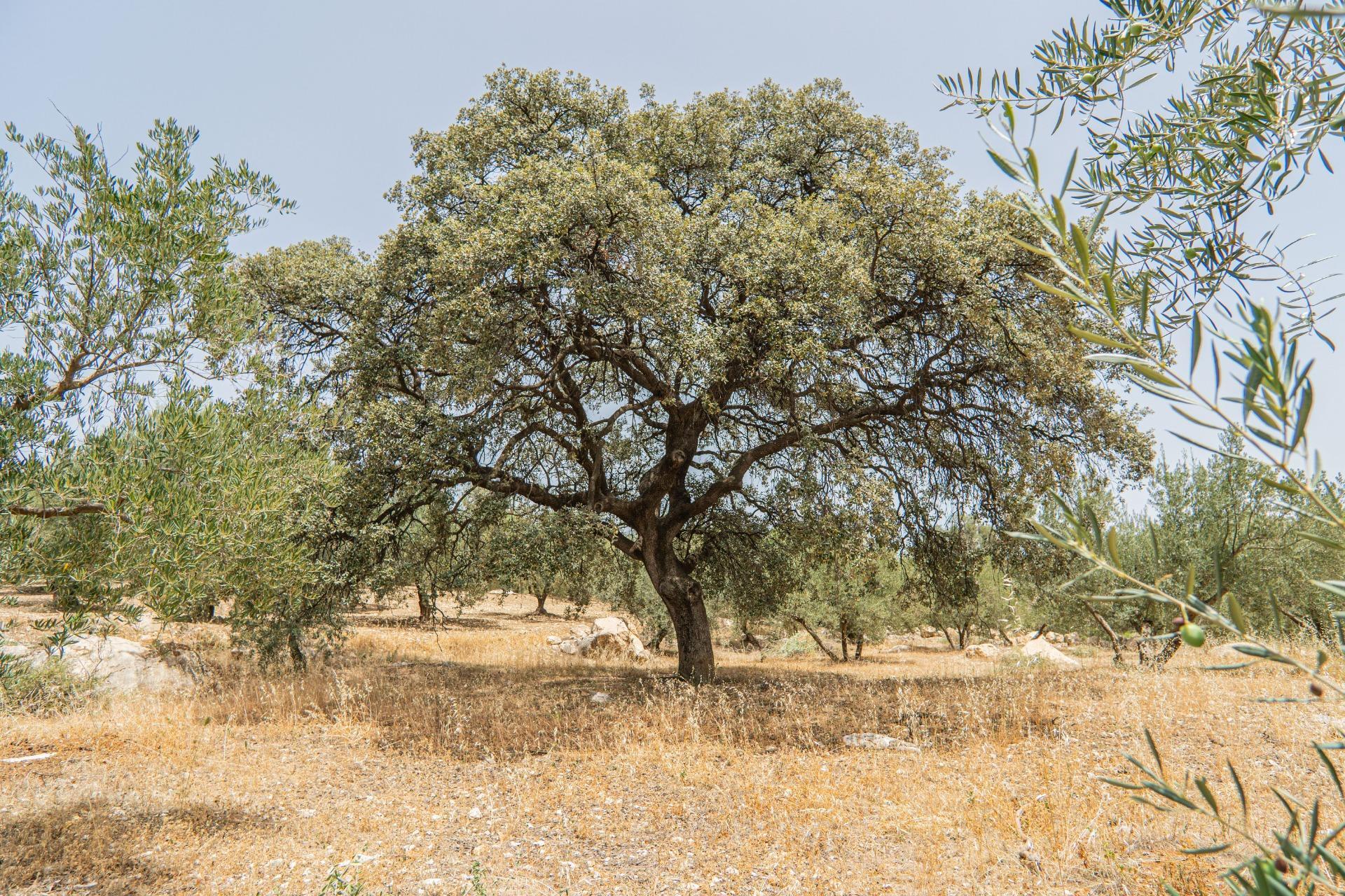 Fincas y solares-Venta-Colmenar de Oreja-1203583-Foto-64
