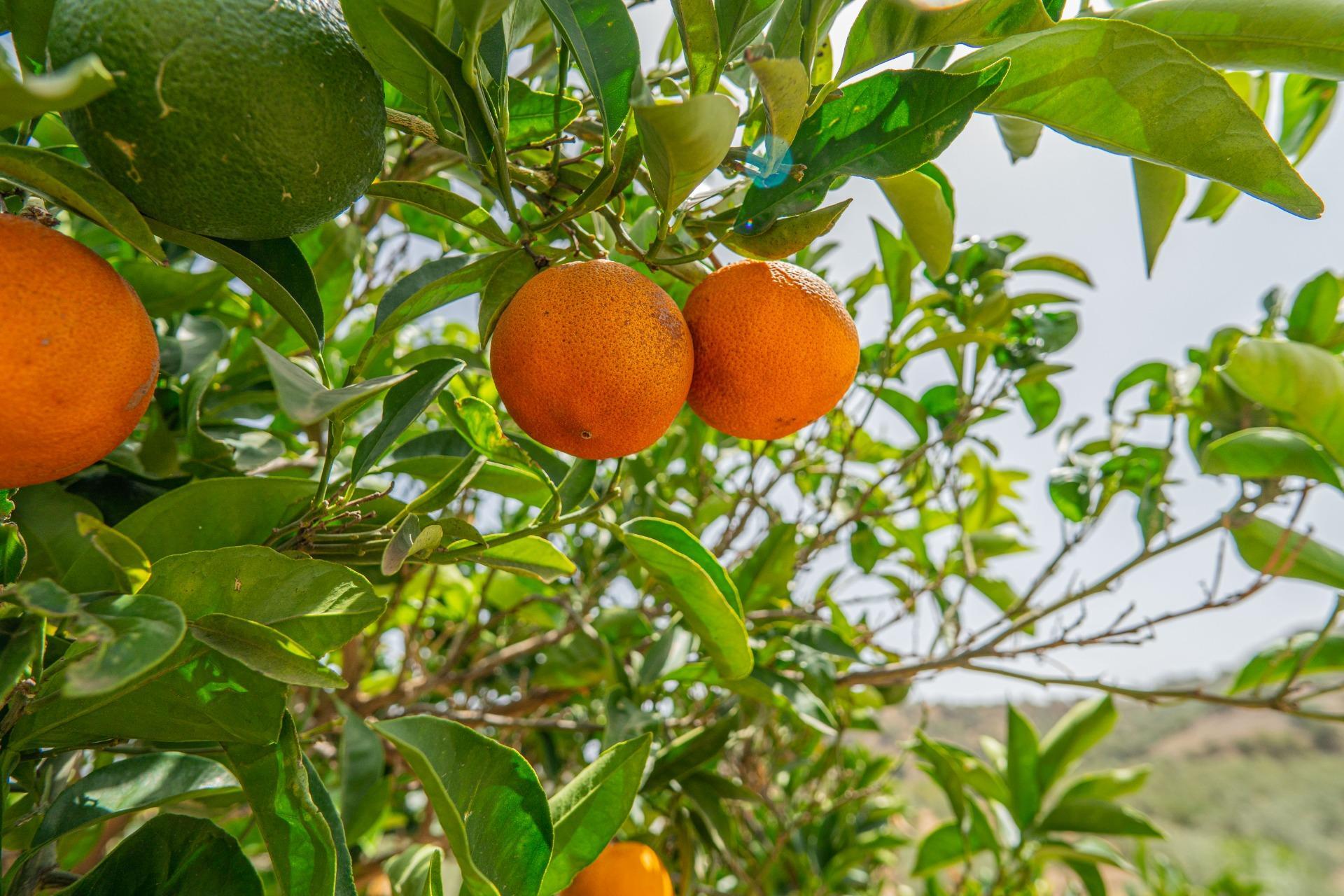 Fincas y solares-Venta-Colmenar de Oreja-1203583-Foto-62