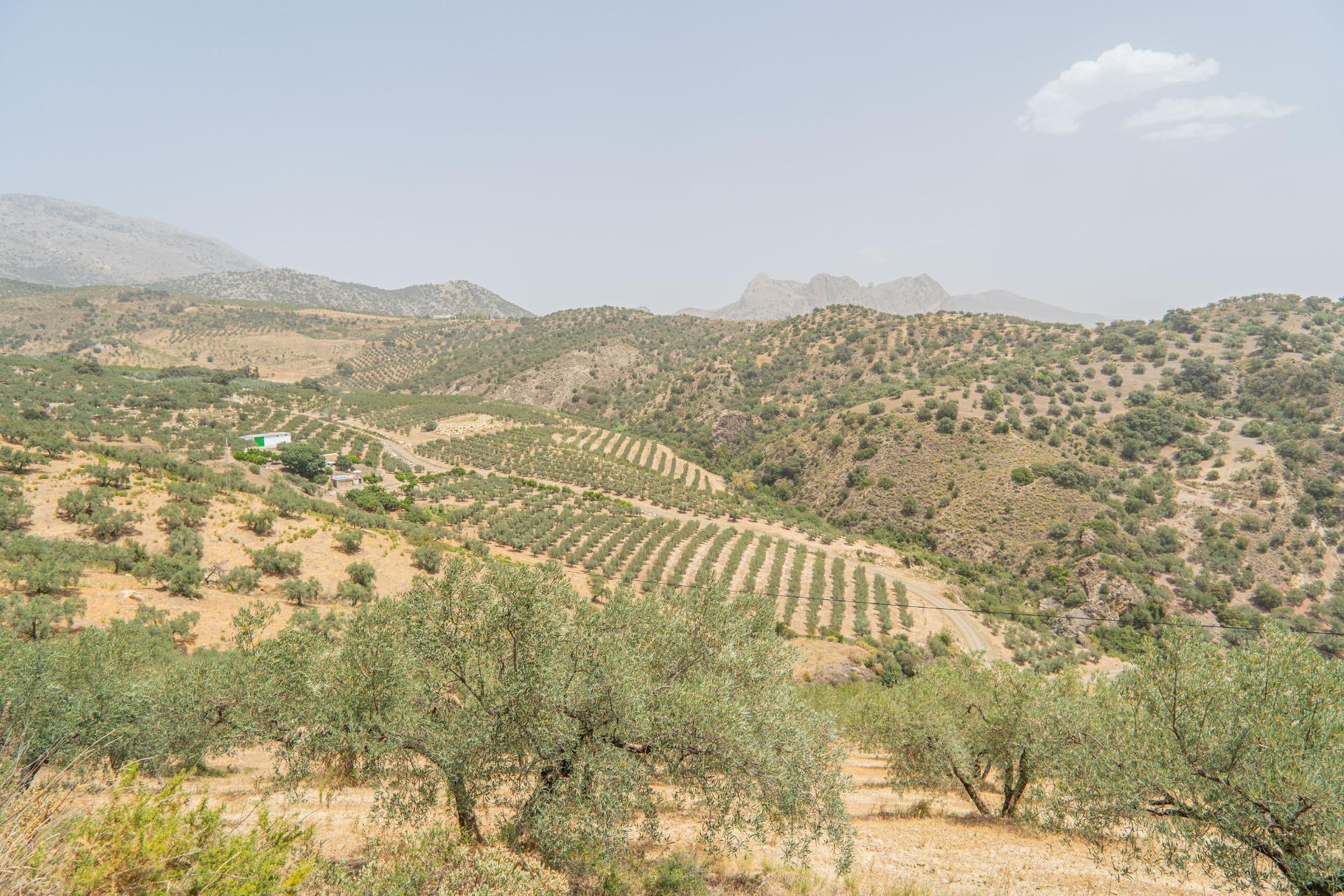 Fincas y solares-Venta-Colmenar de Oreja-1203583-Foto-68