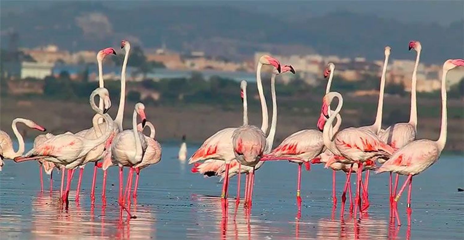 Pisos-Venta-Torrevieja-1974836-Foto-24