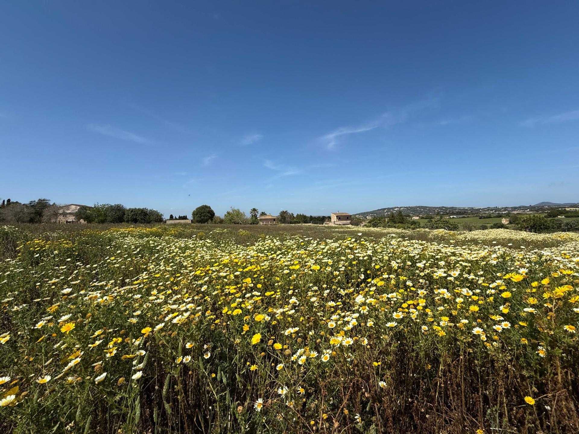 Fincas y solares-Venta-Manacor-1763861-Foto-5