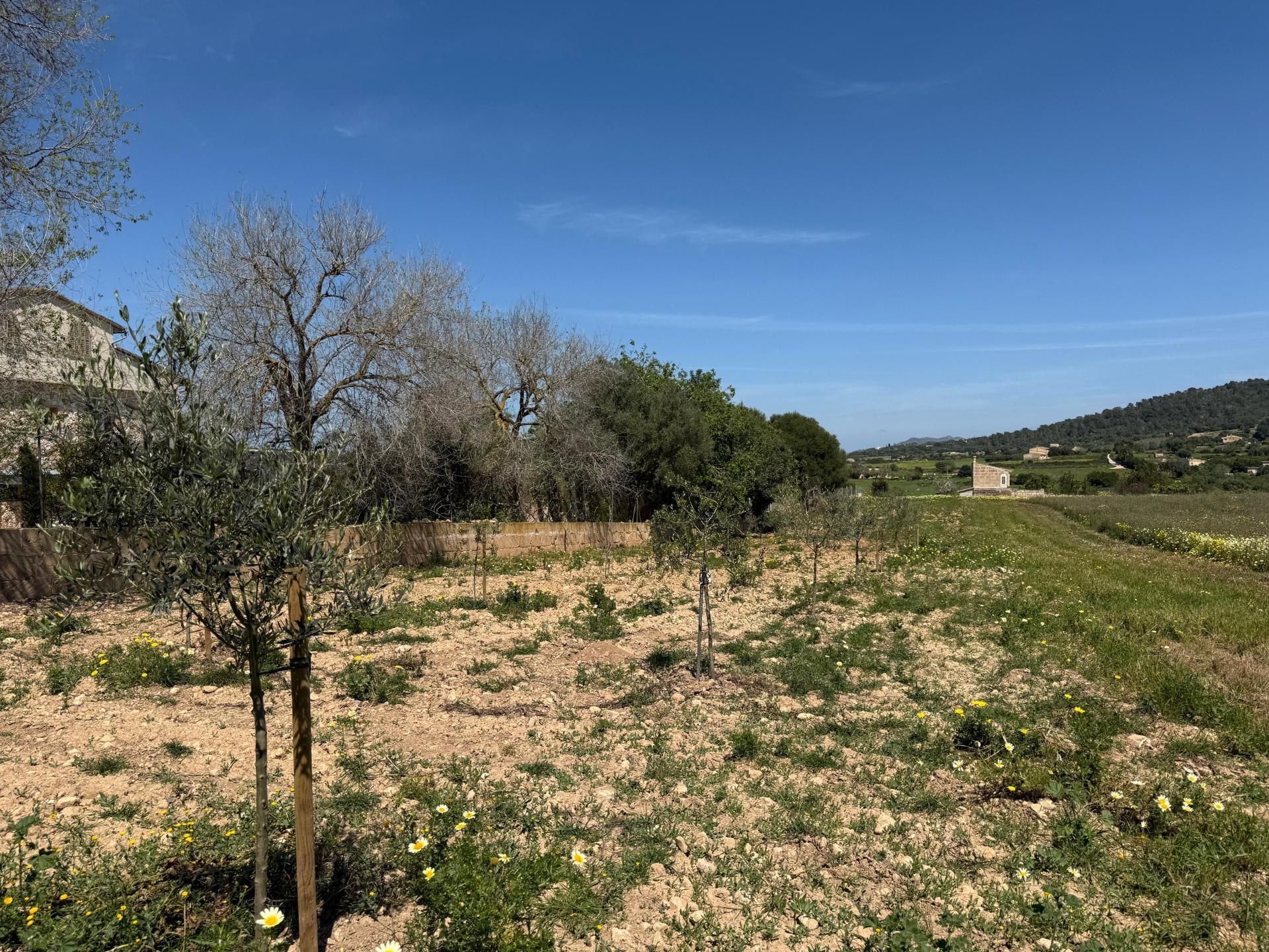 Fincas y solares-Venta-Manacor-1763861-Foto-11