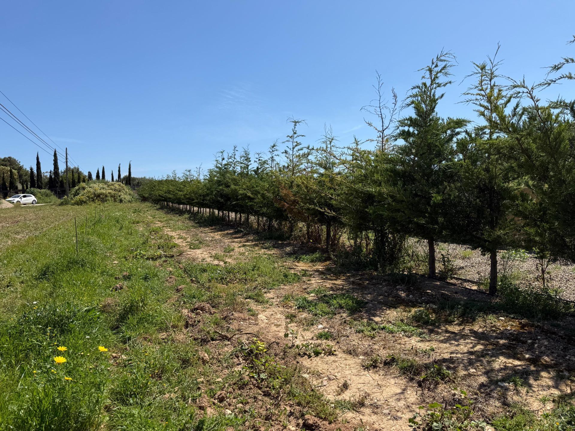 Fincas y solares-Venta-Manacor-1763861-Foto-10