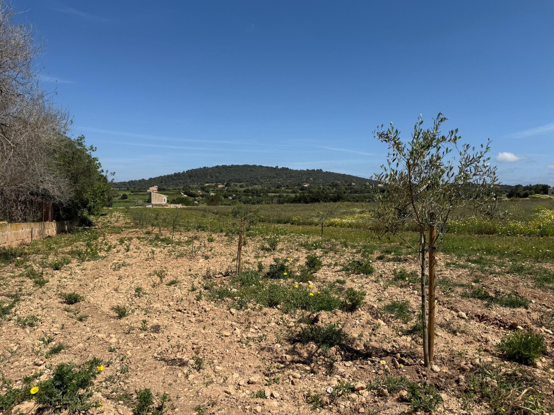 Fincas y solares-Venta-Manacor-1763861-Foto-13