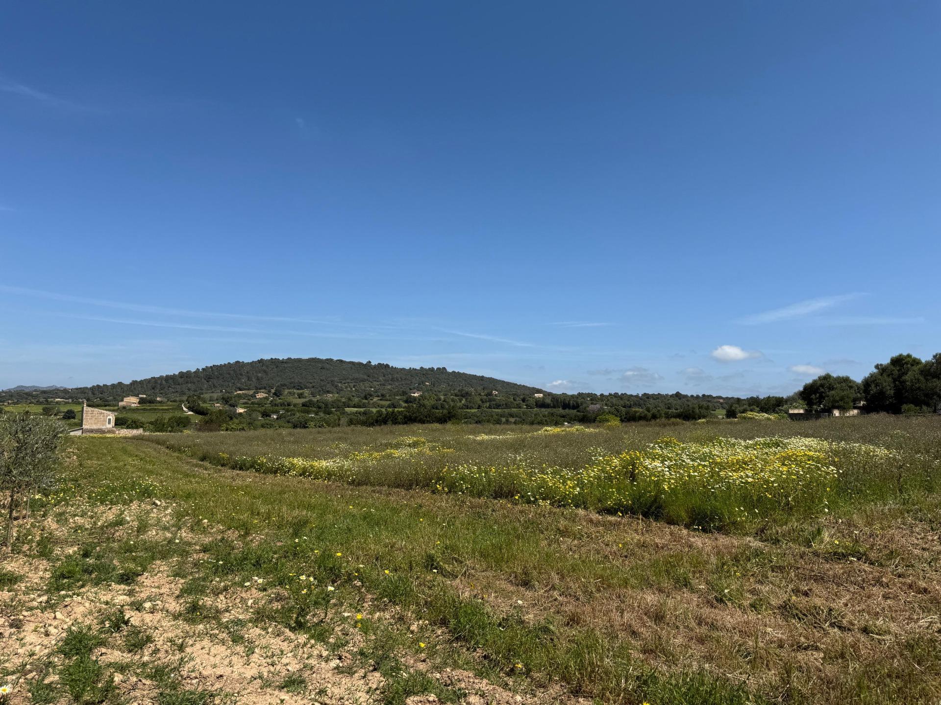 Fincas y solares-Venta-Manacor-1763861-Foto-14