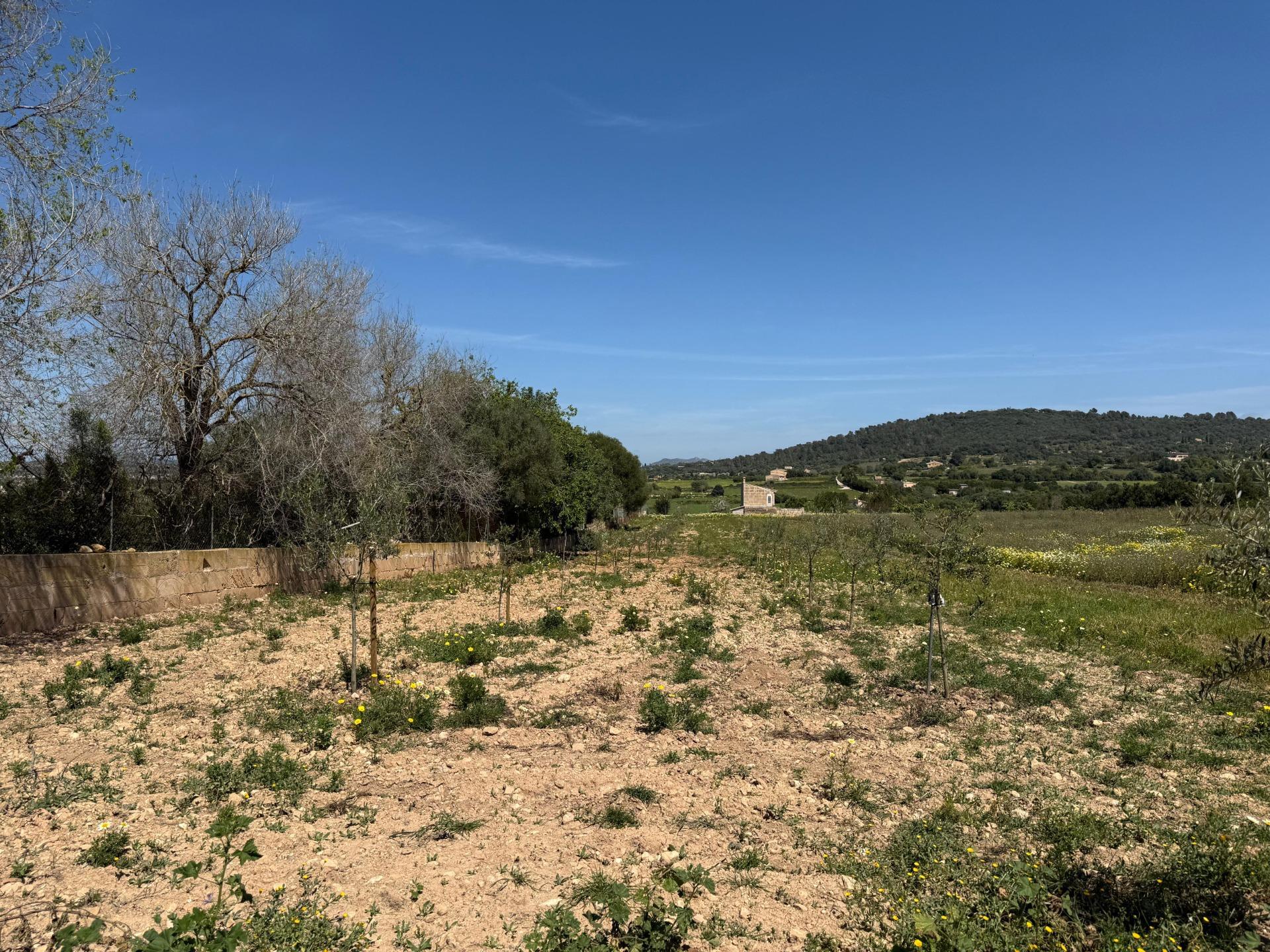 Fincas y solares-Venta-Manacor-1763861-Foto-12