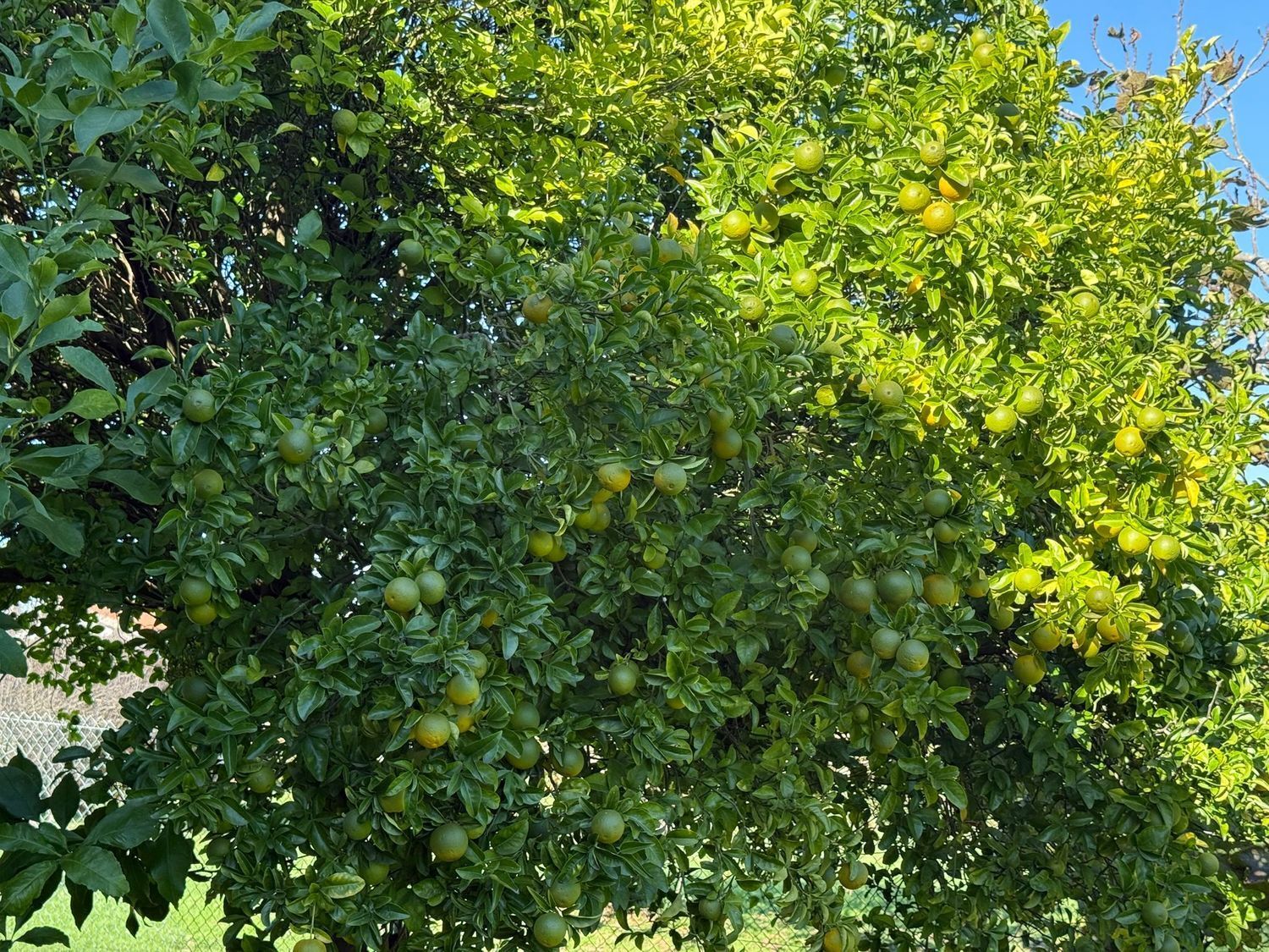 Casas o chalets-Venta-GijÃ³n-1974839-Foto-74