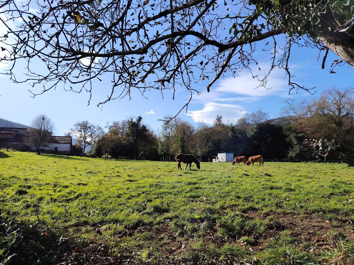 Fincas y solares-Venta-Villaviciosa-1974848-Foto-3