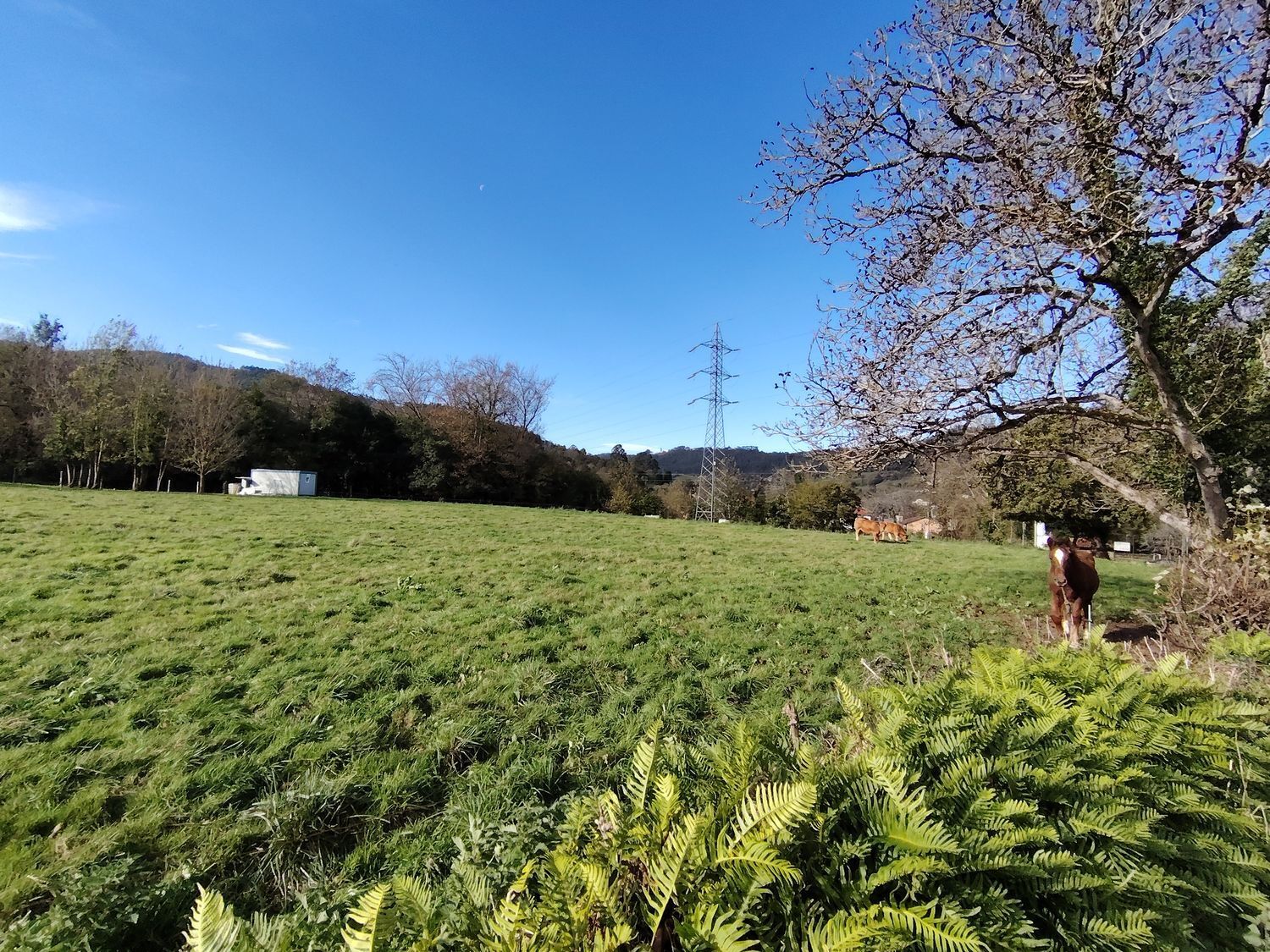 Fincas y solares-Venta-Villaviciosa-1974848-Foto-15