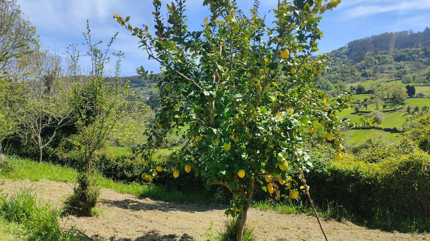 Fincas y solares-Venta-GijÃ³n-1720275-Foto-10