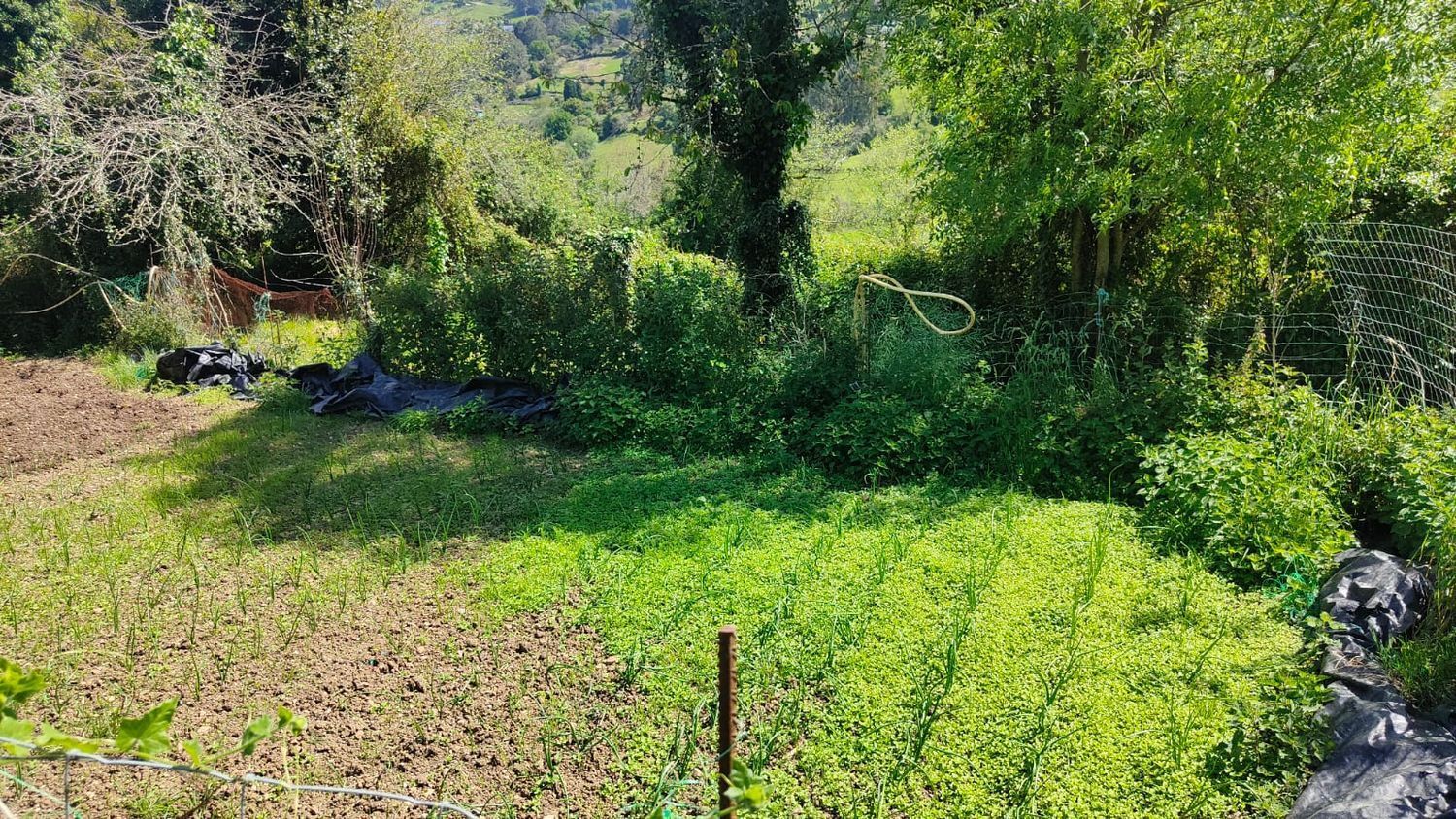 Fincas y solares-Venta-GijÃ³n-1720275-Foto-17