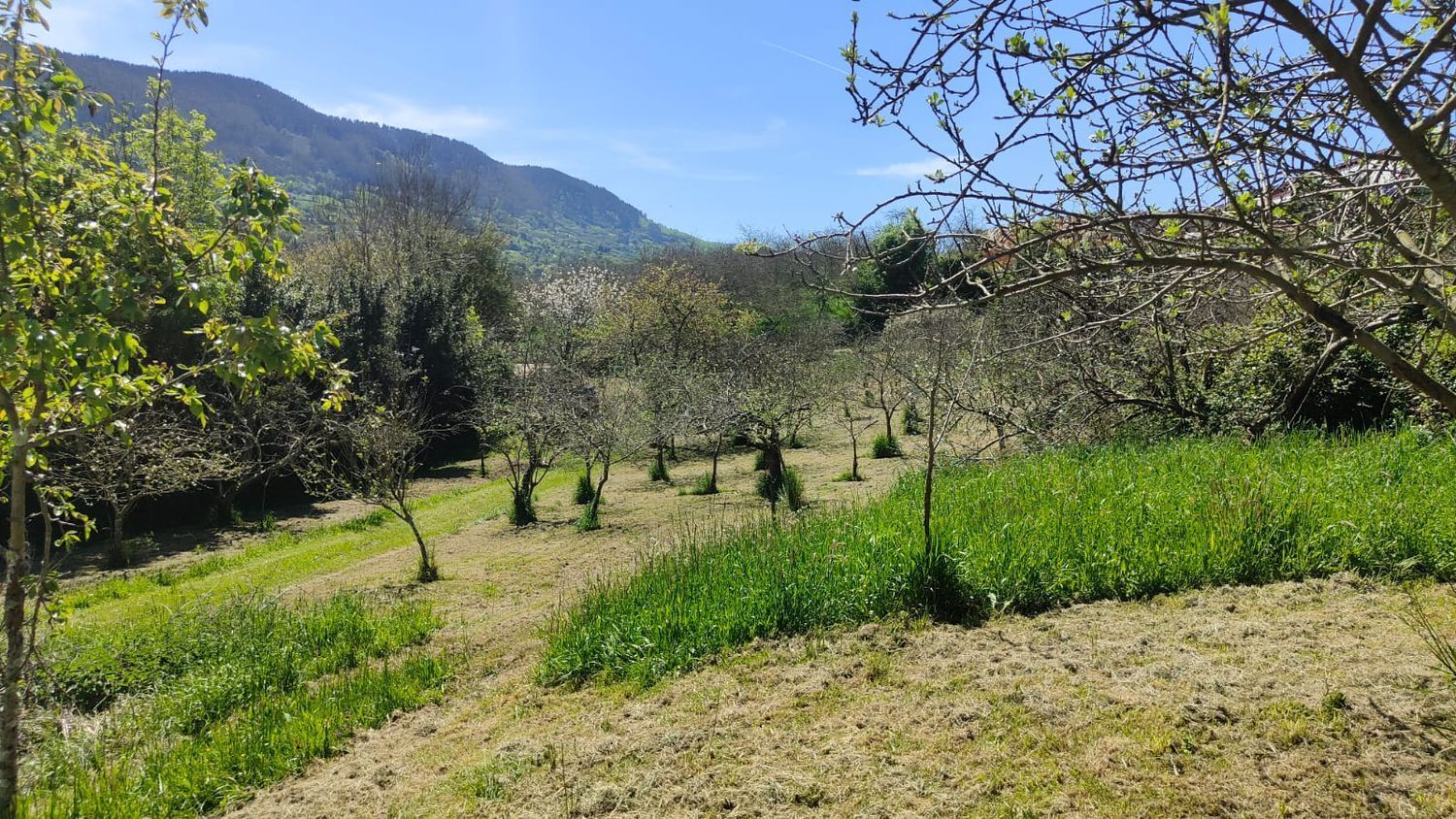 Fincas y solares-Venta-GijÃ³n-1720275-Foto-28