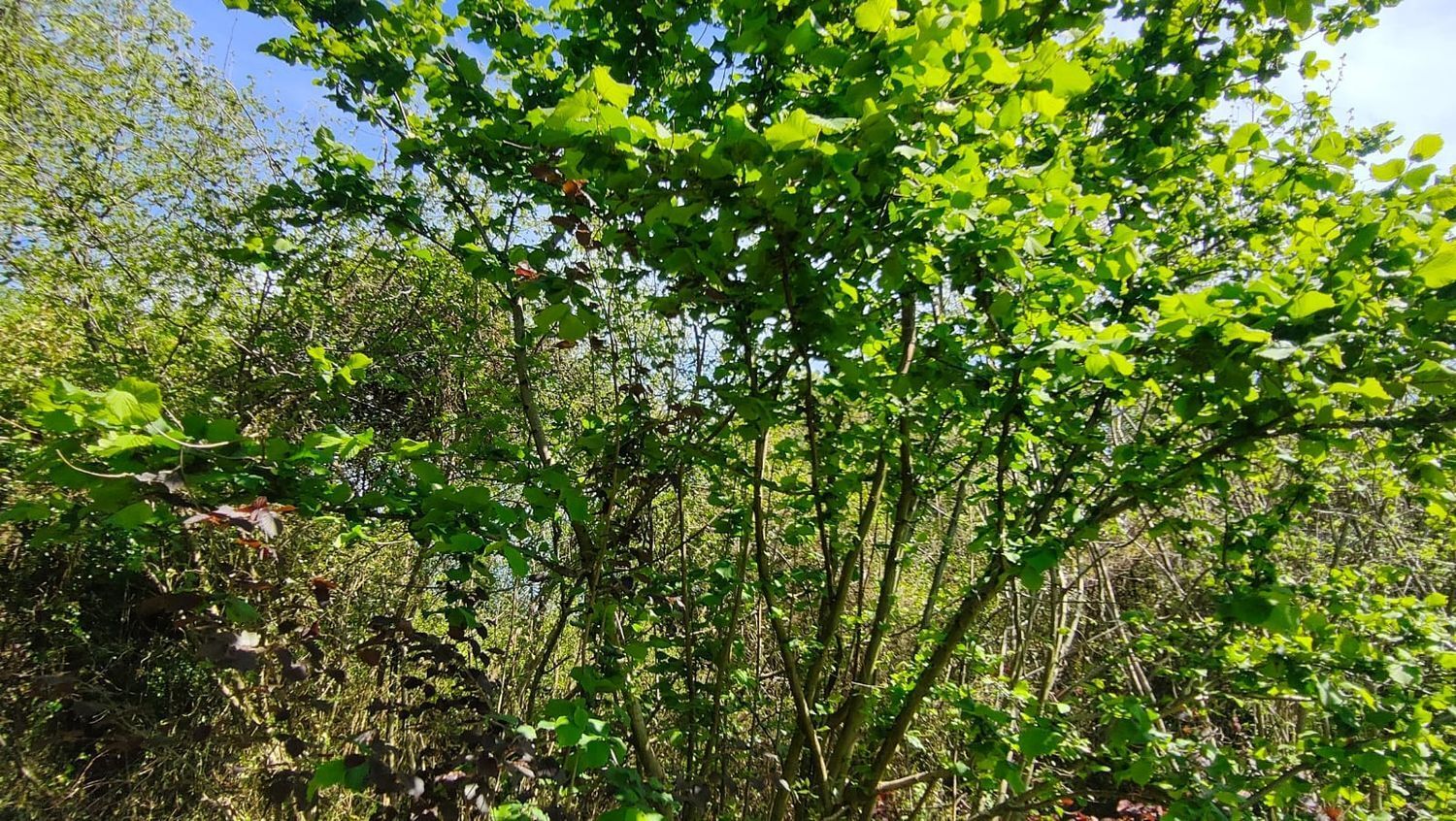 Fincas y solares-Venta-GijÃ³n-1720275-Foto-30