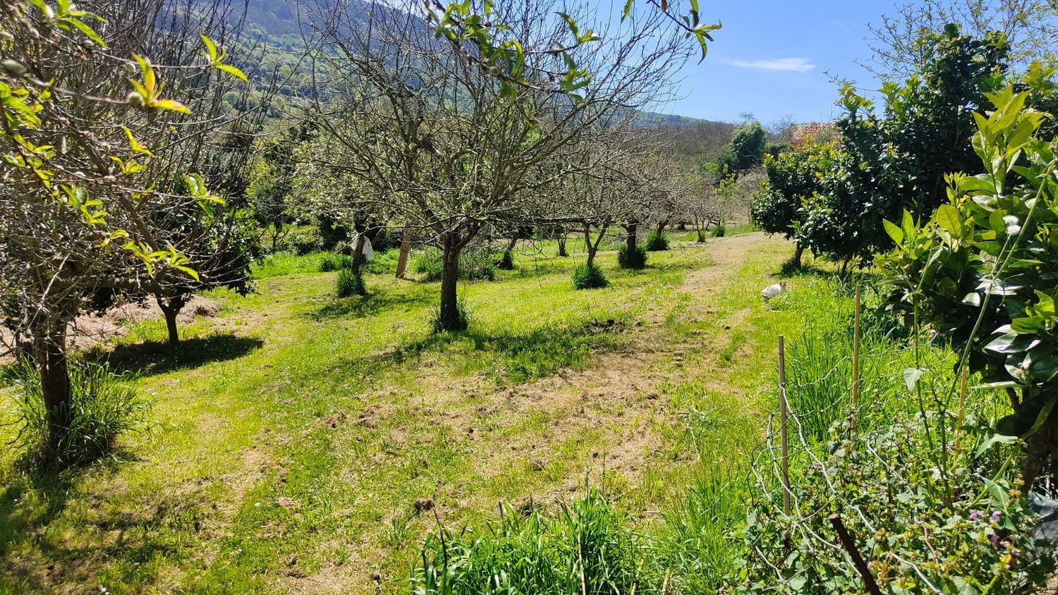 Fincas y solares-Venta-GijÃ³n-1720275-Foto-37