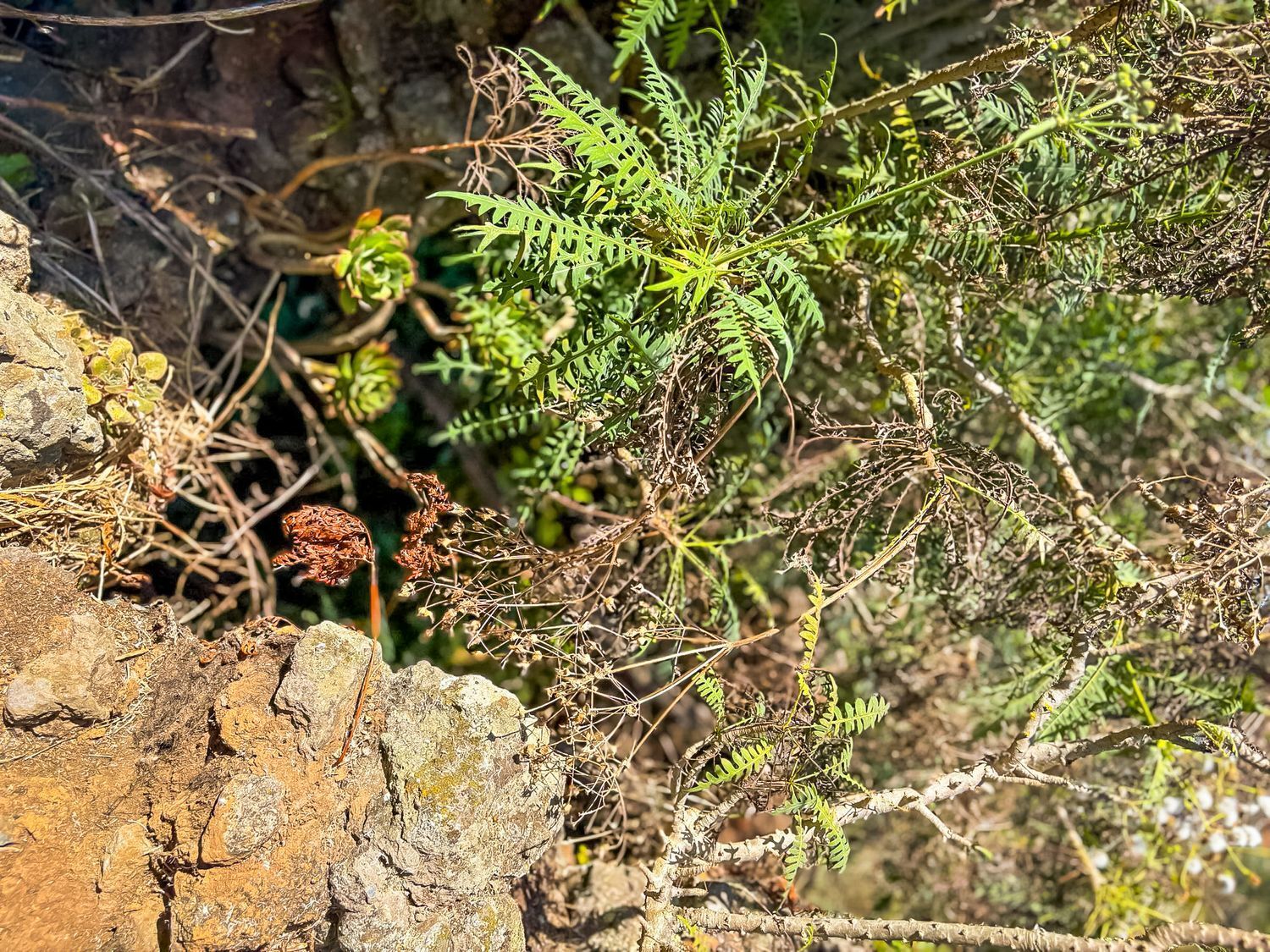 Fincas y solares-Venta-Valleseco-1904774-Foto-8