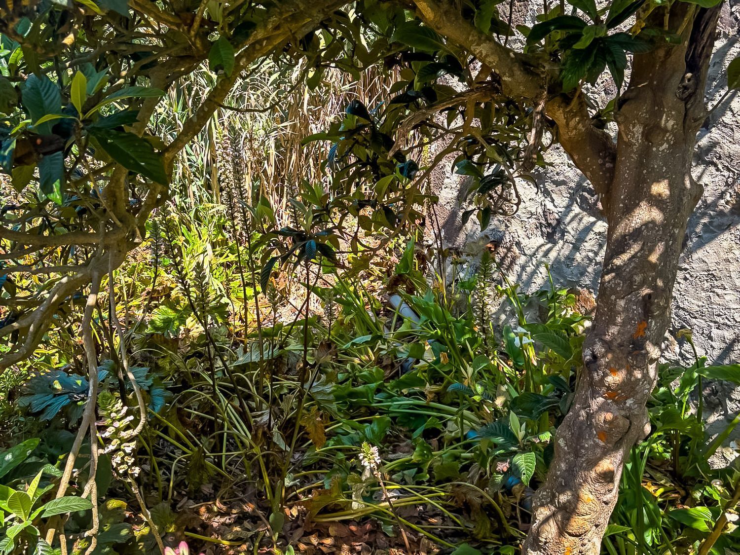 Fincas y solares-Venta-Valleseco-1904774-Foto-31