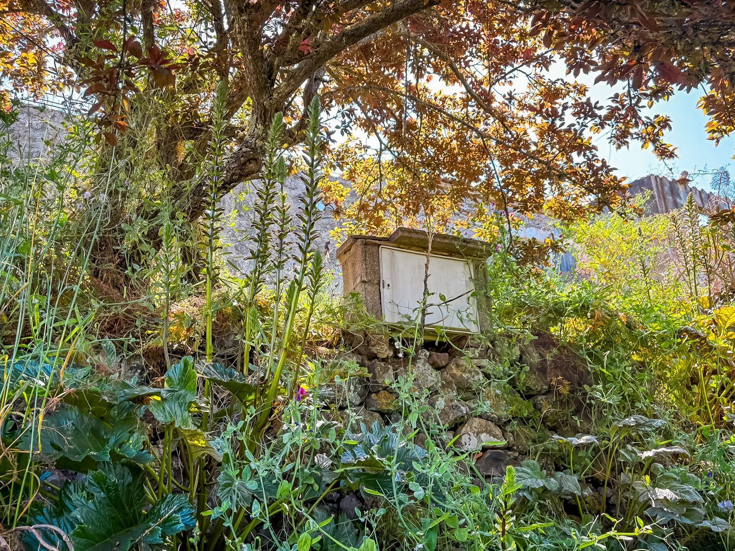 Fincas y solares-Venta-Valleseco-1904774-Foto-59