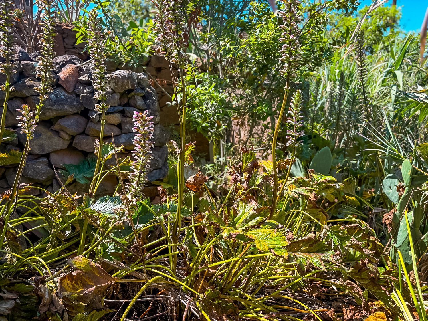 Fincas y solares-Venta-Valleseco-1904774-Foto-60