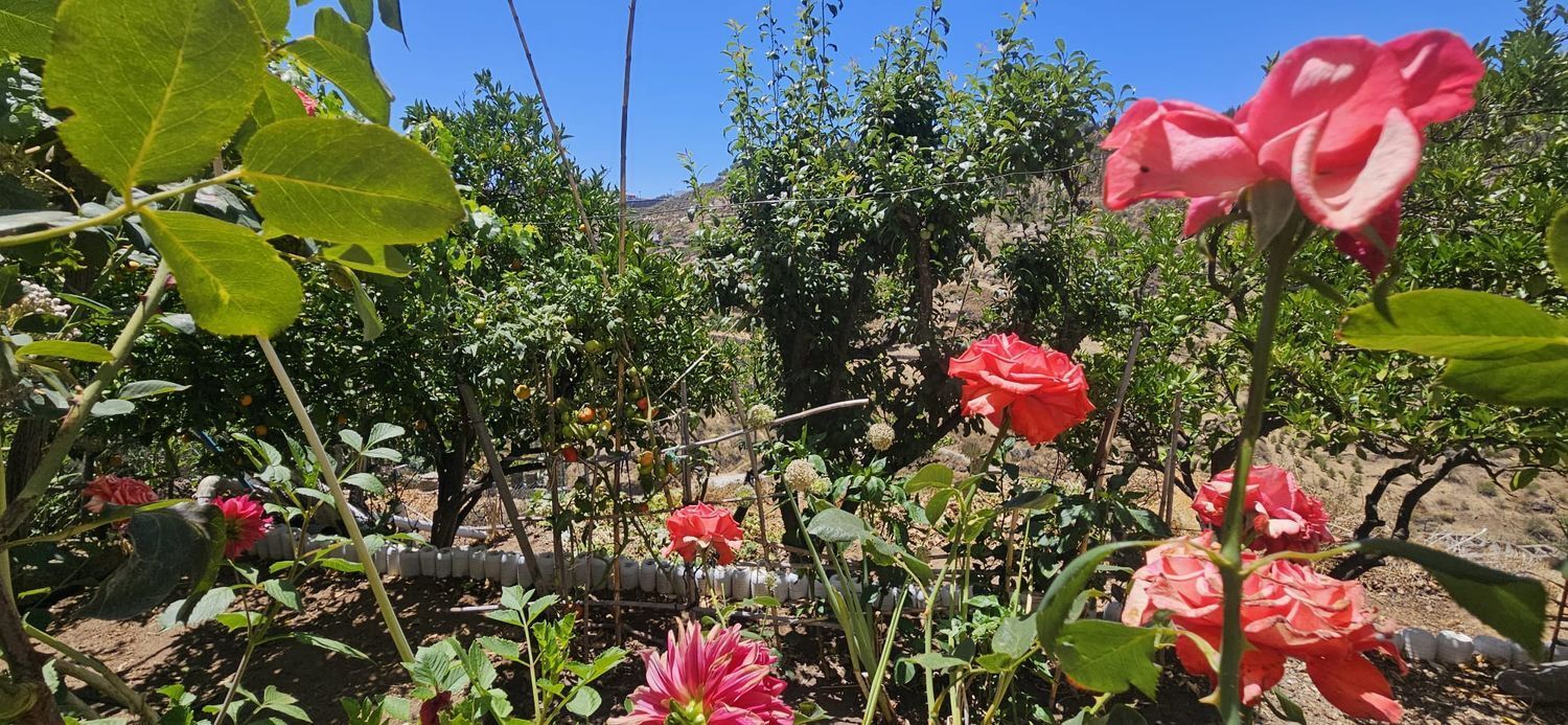 Casas o chalets-Venta-Artenara-1974872-Foto-24