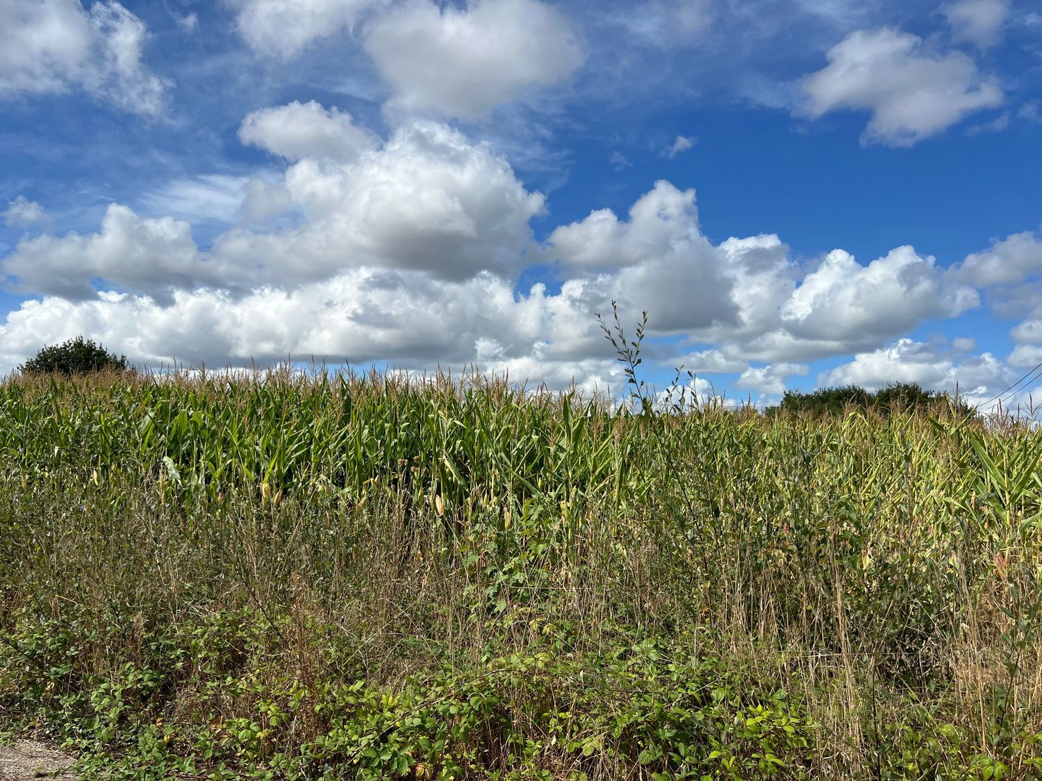 Casas o chalets-Venta-Cospeito-1845999-Foto-8