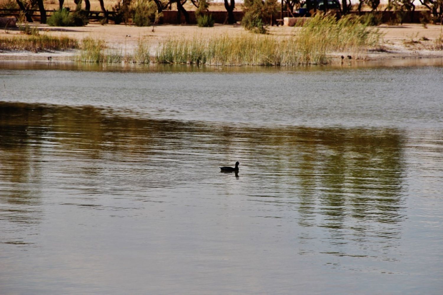 Pisos-Venta-Villafranca de los Caballeros-1021053-Foto-21