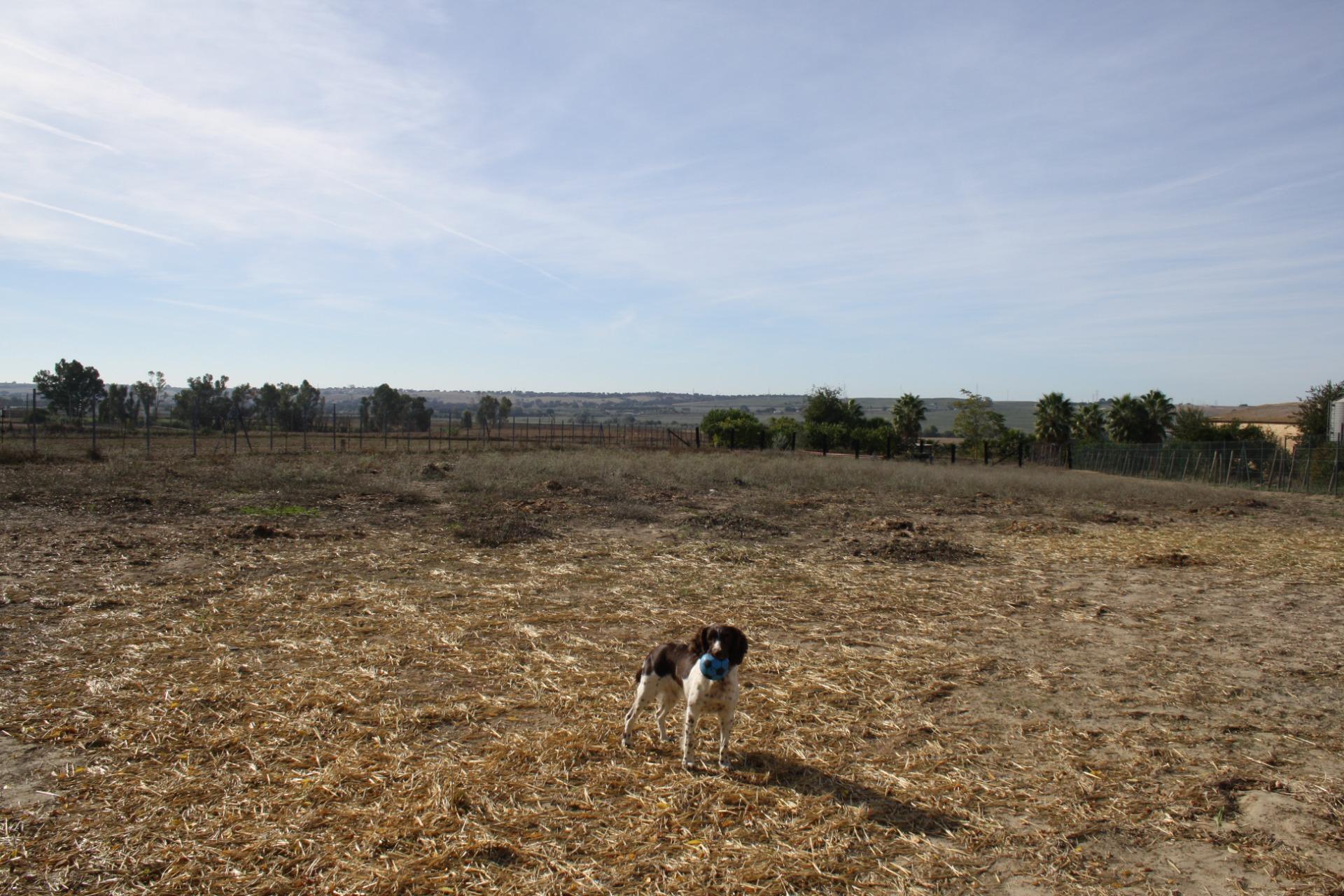 Villa in Carrion de los Cespedes