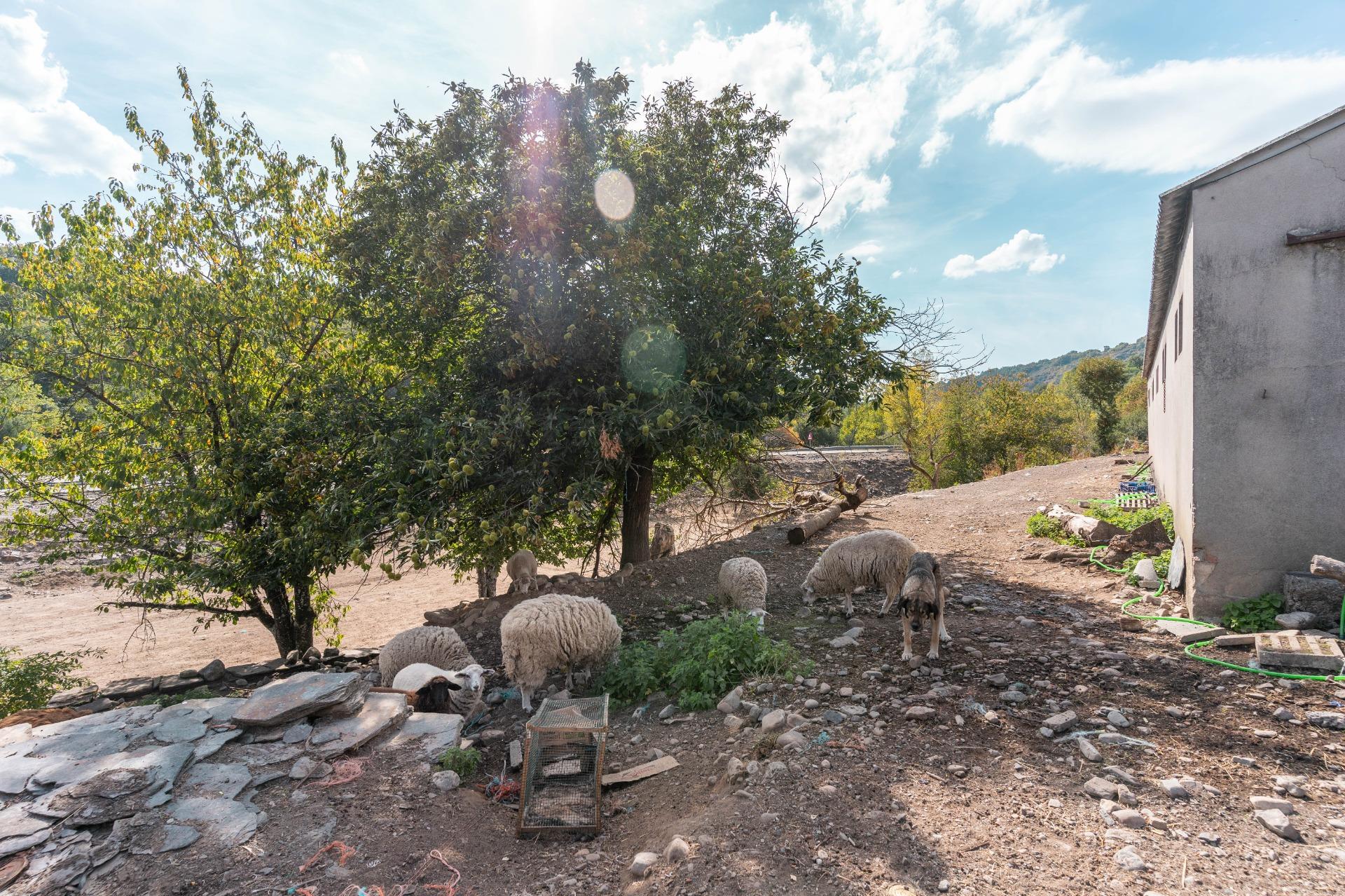 Casas o chalets-Venta-Palacios del Sil-1974917-Foto-71
