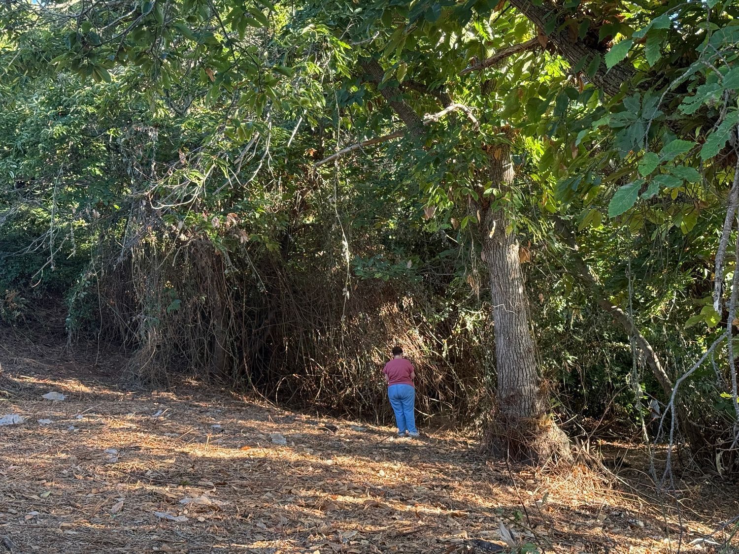 Fincas y solares-Venta-La Matanza de Acentejo-1975265-Foto-9