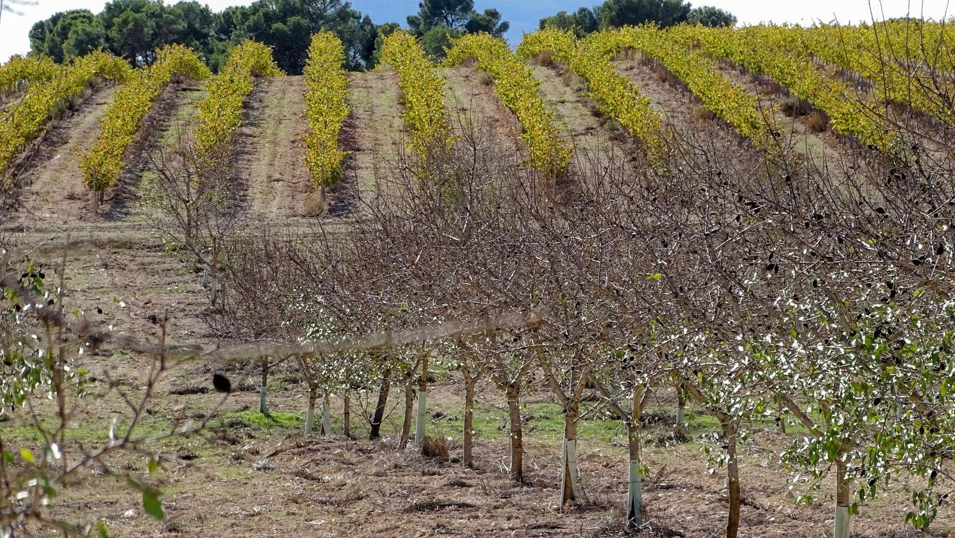 Fincas y solares-Venta-1975499