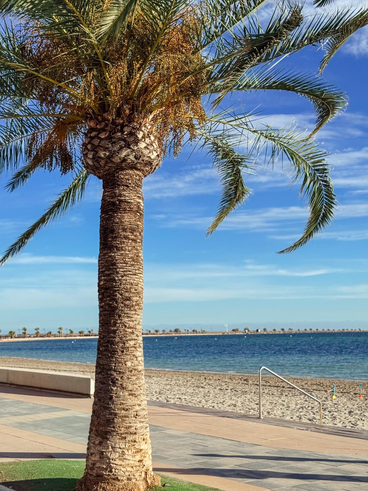 Pisos-Venta-San Pedro del Pinatar-1977693-Foto-17