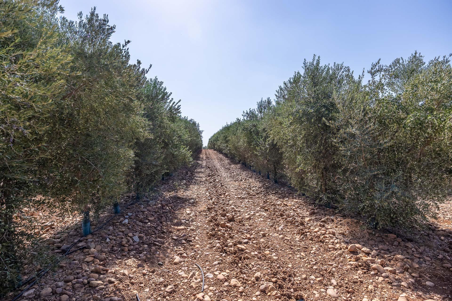 Pisos-Venta-Carmona-1976163-Foto-40