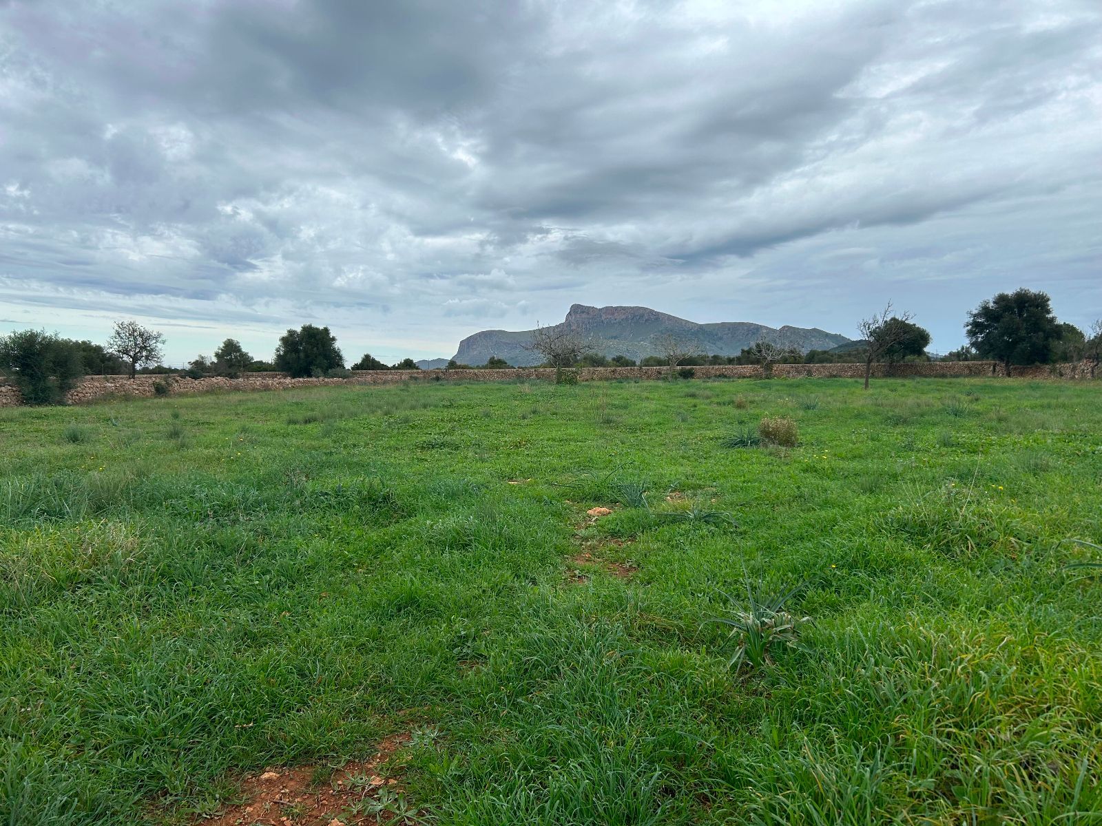 Casas o chalets-Venta-Petra-1977666-Foto-5