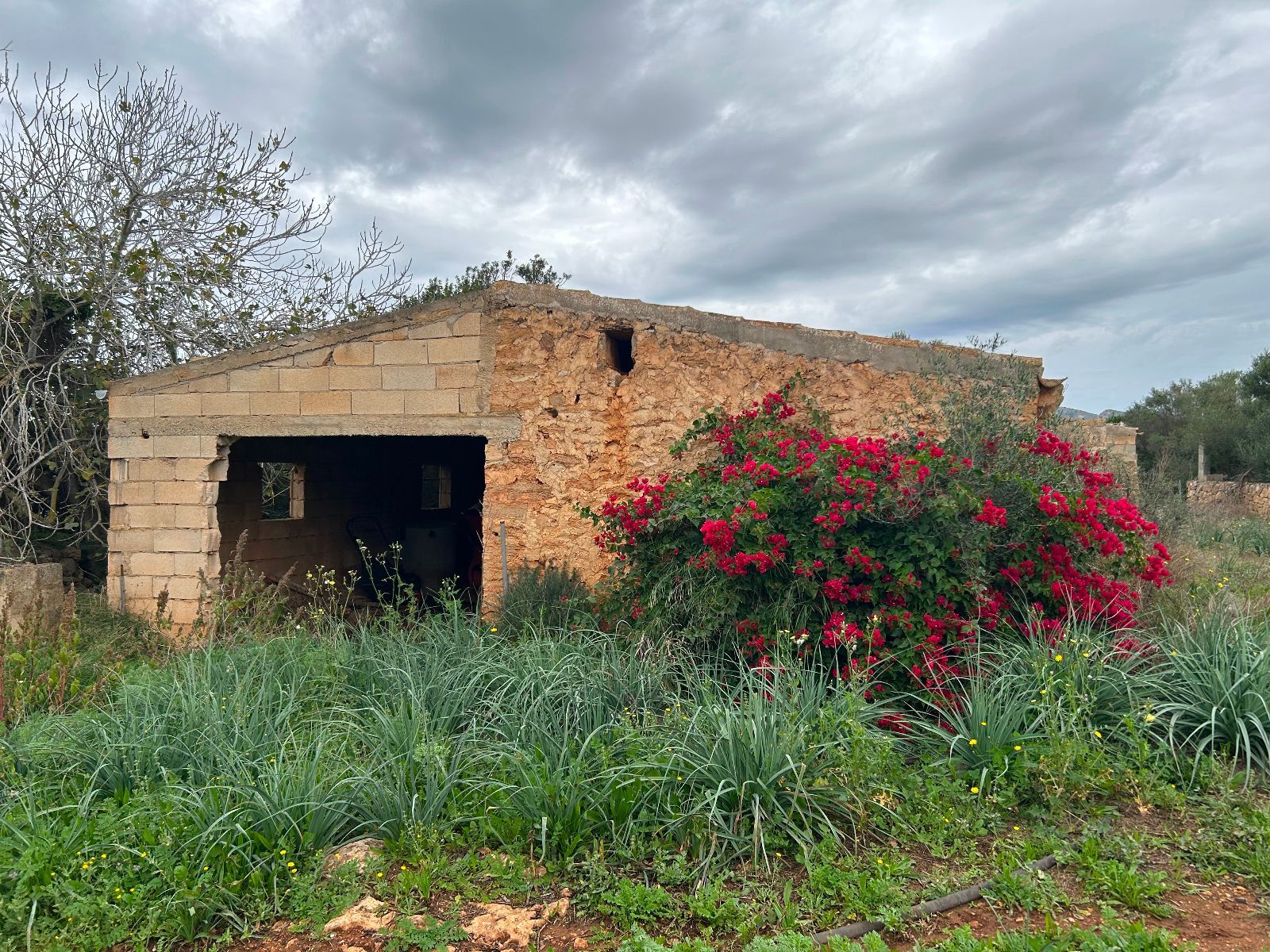 Casas o chalets-Venta-Petra-1977666-Foto-7