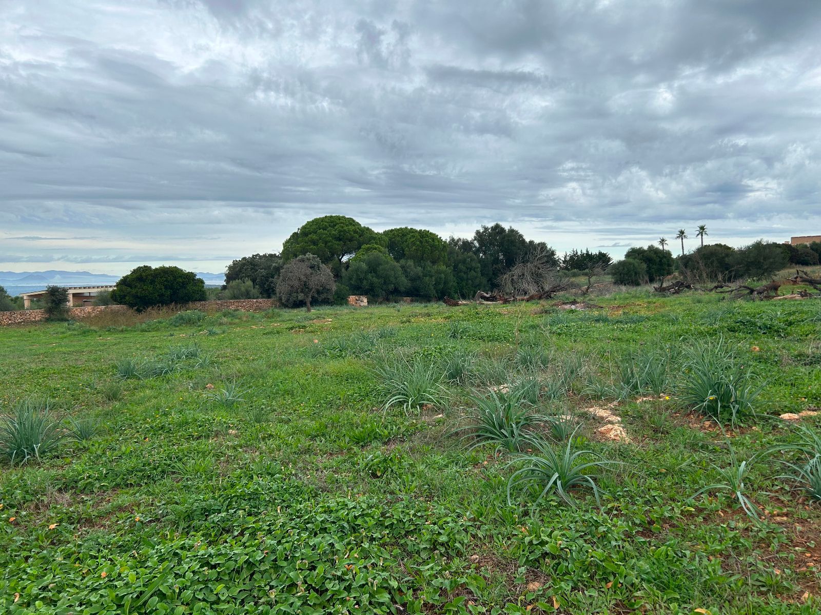 Casas o chalets-Venta-Petra-1977666-Foto-18