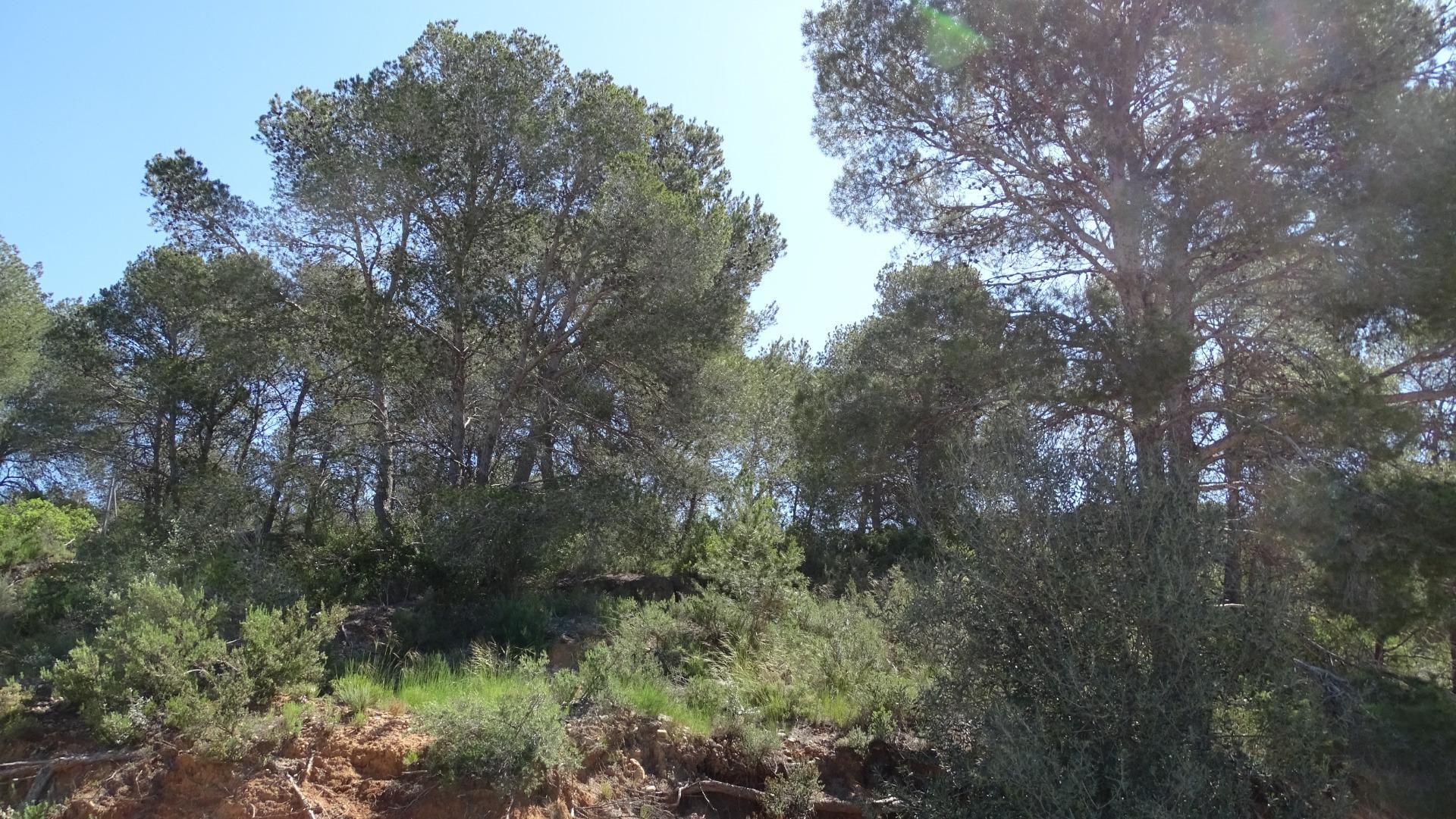 Fincas y solares-Venta-Vilamarxant-2087533-Foto-6