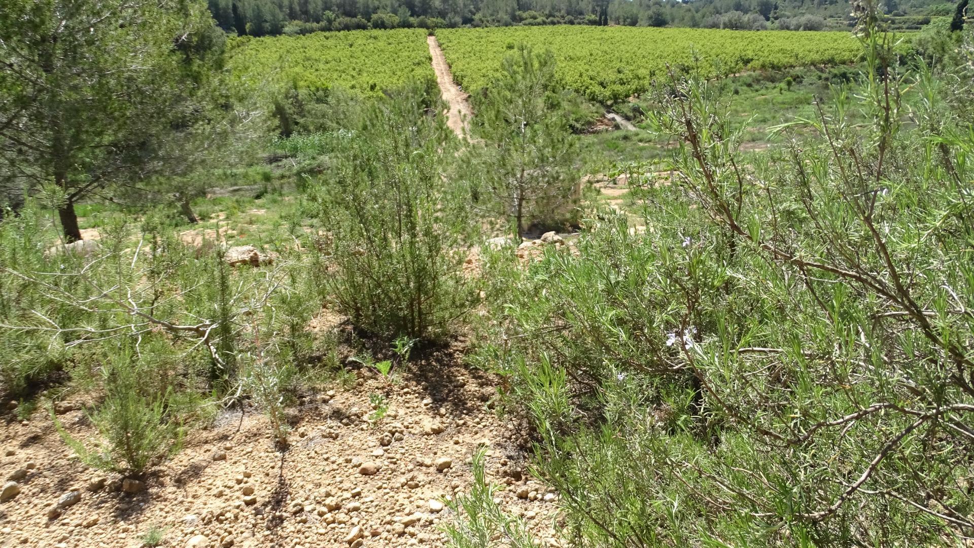 Fincas y solares-Venta-Vilamarxant-2087533-Foto-18