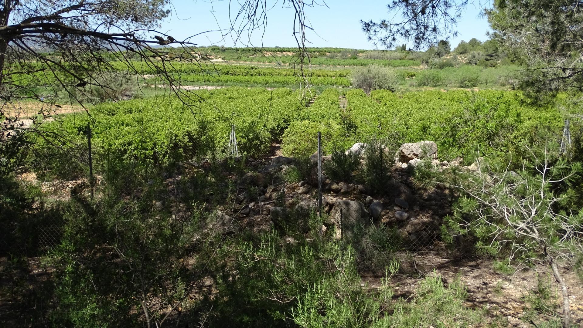 Fincas y solares-Venta-Vilamarxant-2087533-Foto-24